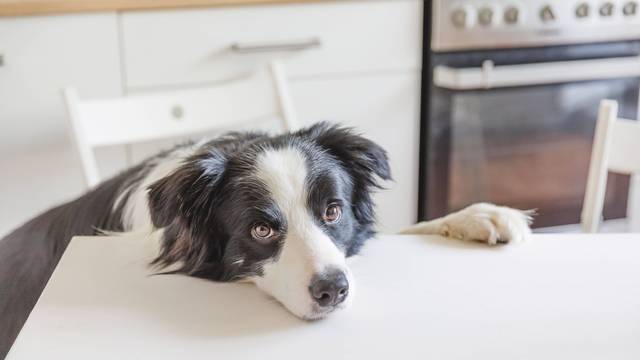 Hungriger Border Collie sitzt auf einem Tisch in einer modernen Küche und wartet mit Hundaugen und lustigem Gesicht auf sein Futter.