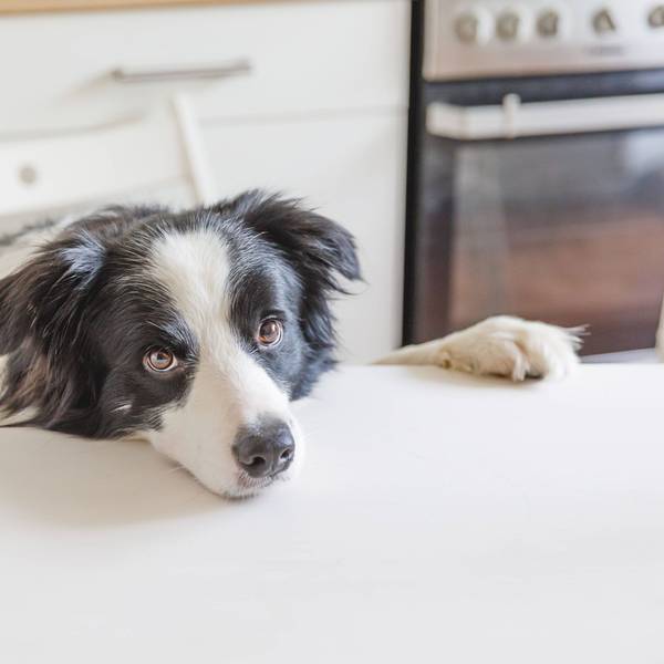 Hungriger Border Collie sitzt auf einem Tisch in einer modernen Küche und wartet mit Hundaugen und lustigem Gesicht auf sein Futter.