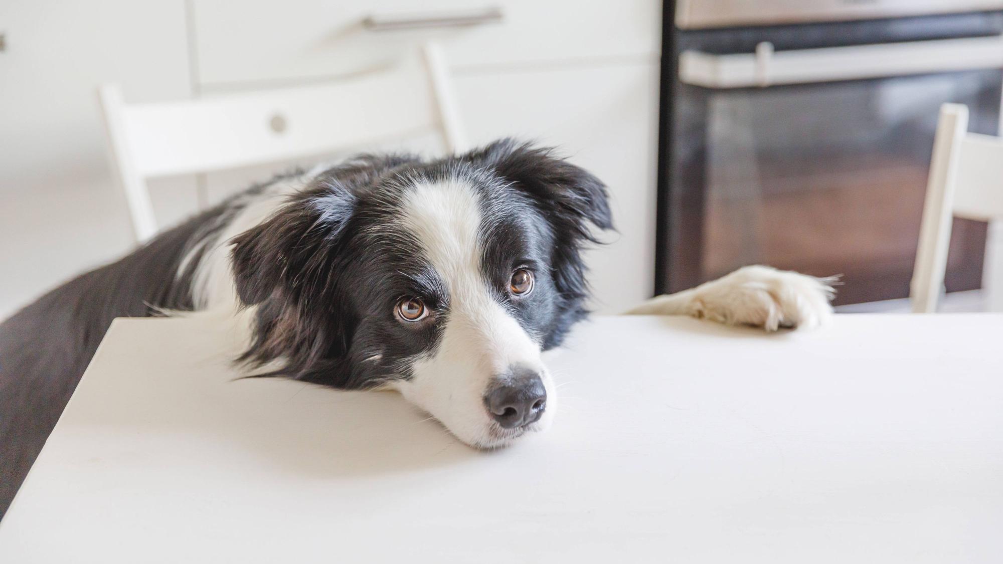 Hungriger Border Collie sitzt auf einem Tisch in einer modernen Küche und wartet mit Hundaugen und lustigem Gesicht auf sein Futter.