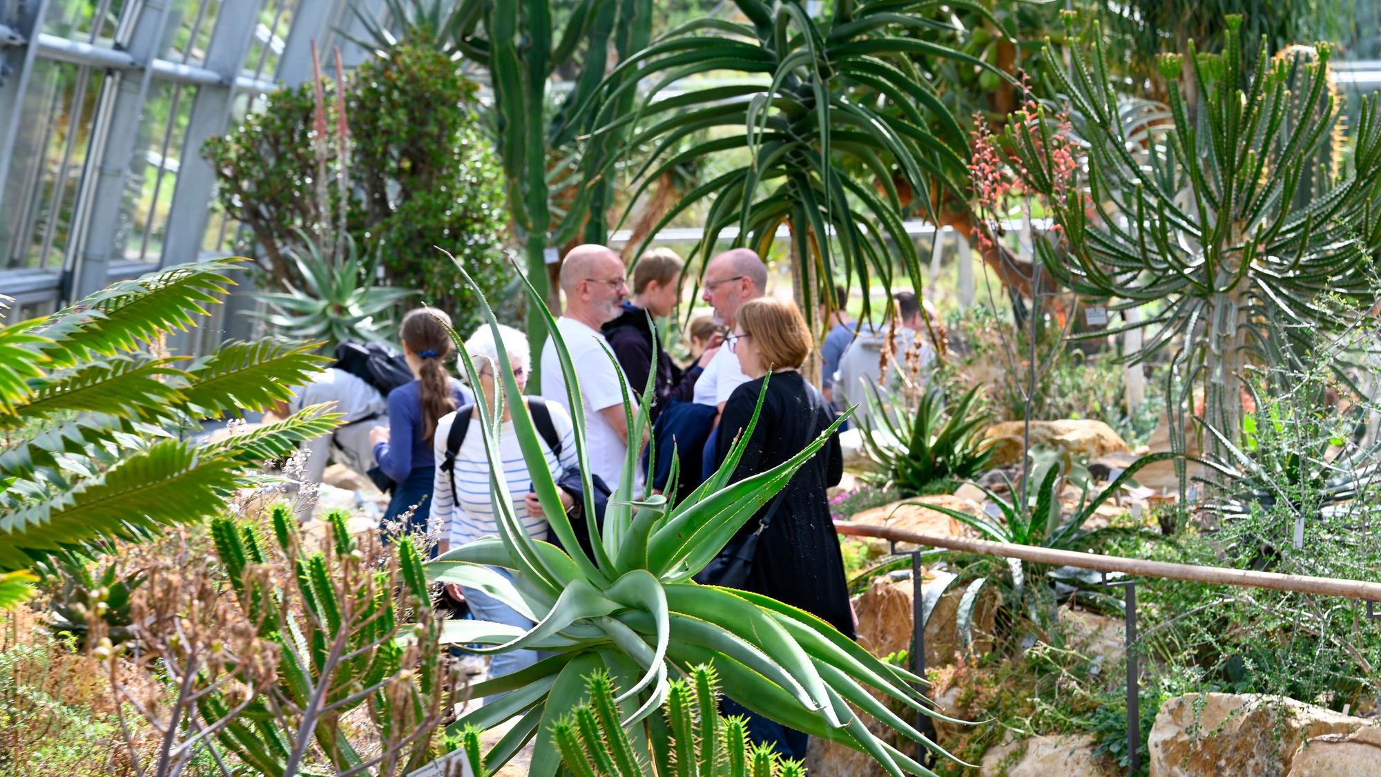 Hoher Besucherandrang zur Wiedereröffnung der Schaugewächshäuser in der Flora am Wochenende.
