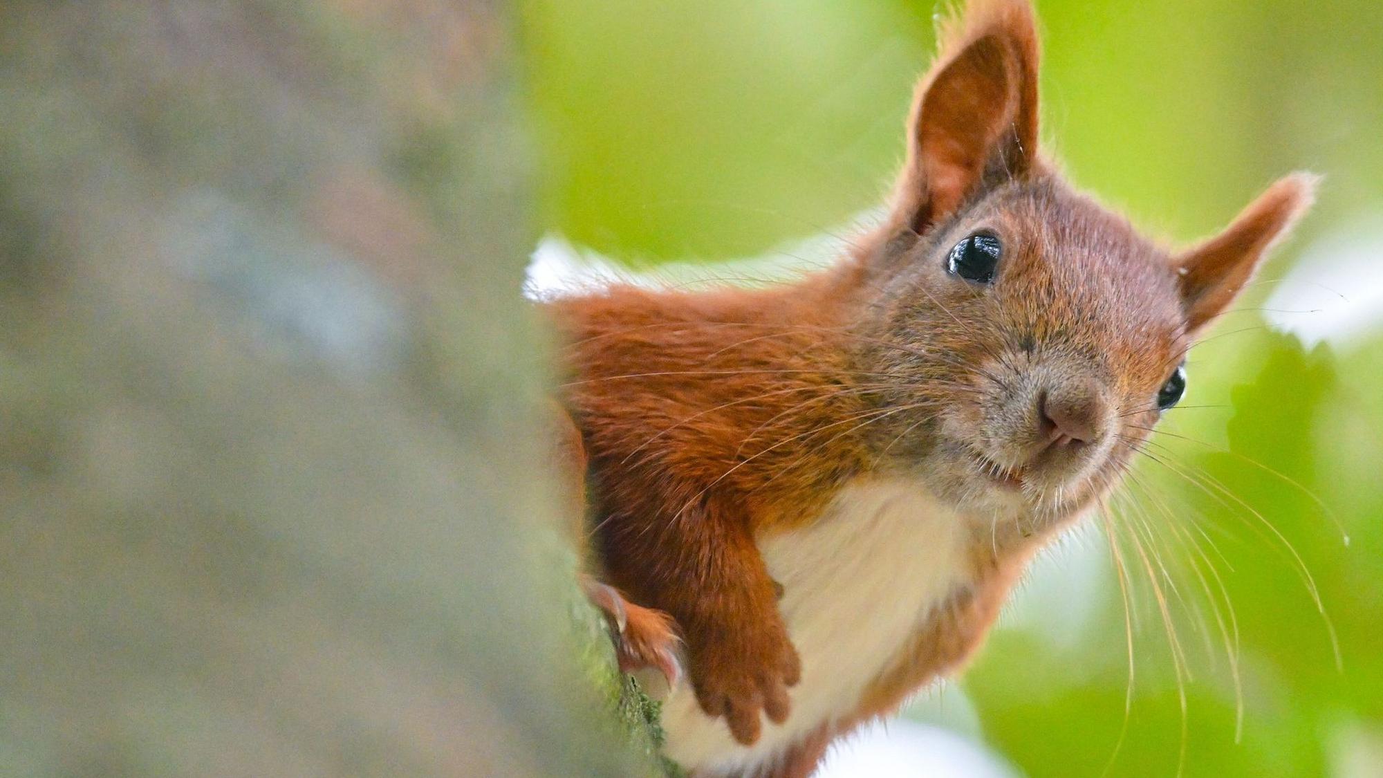 Ein Eichhörnchen blickt von einem Ast herab