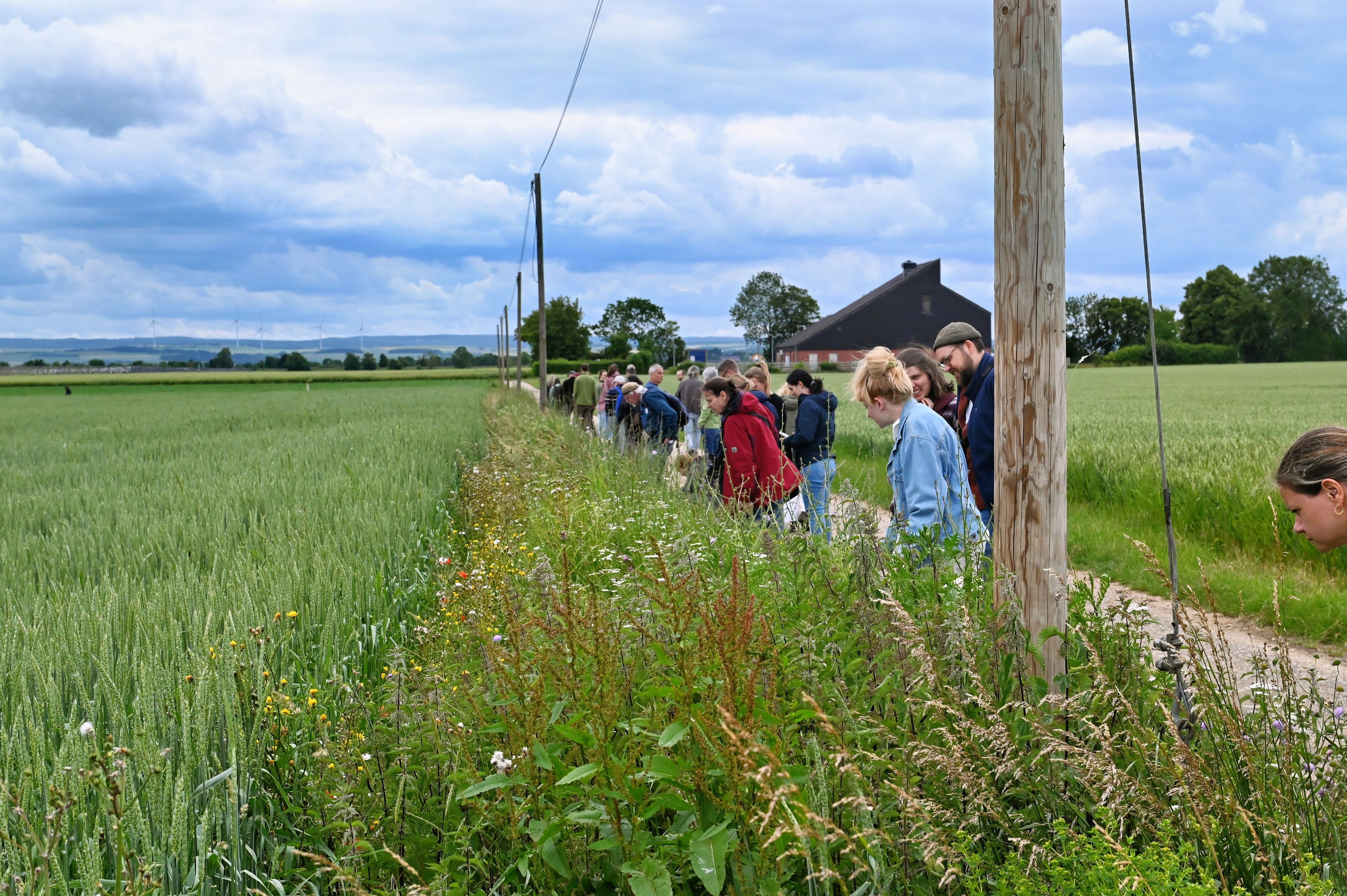 Eine Gruppe Menschen steht auf einem Feldweg und schaut auf einen Wildblumenstreifen, der den Weg von einem Getreideacker abgrenzt.