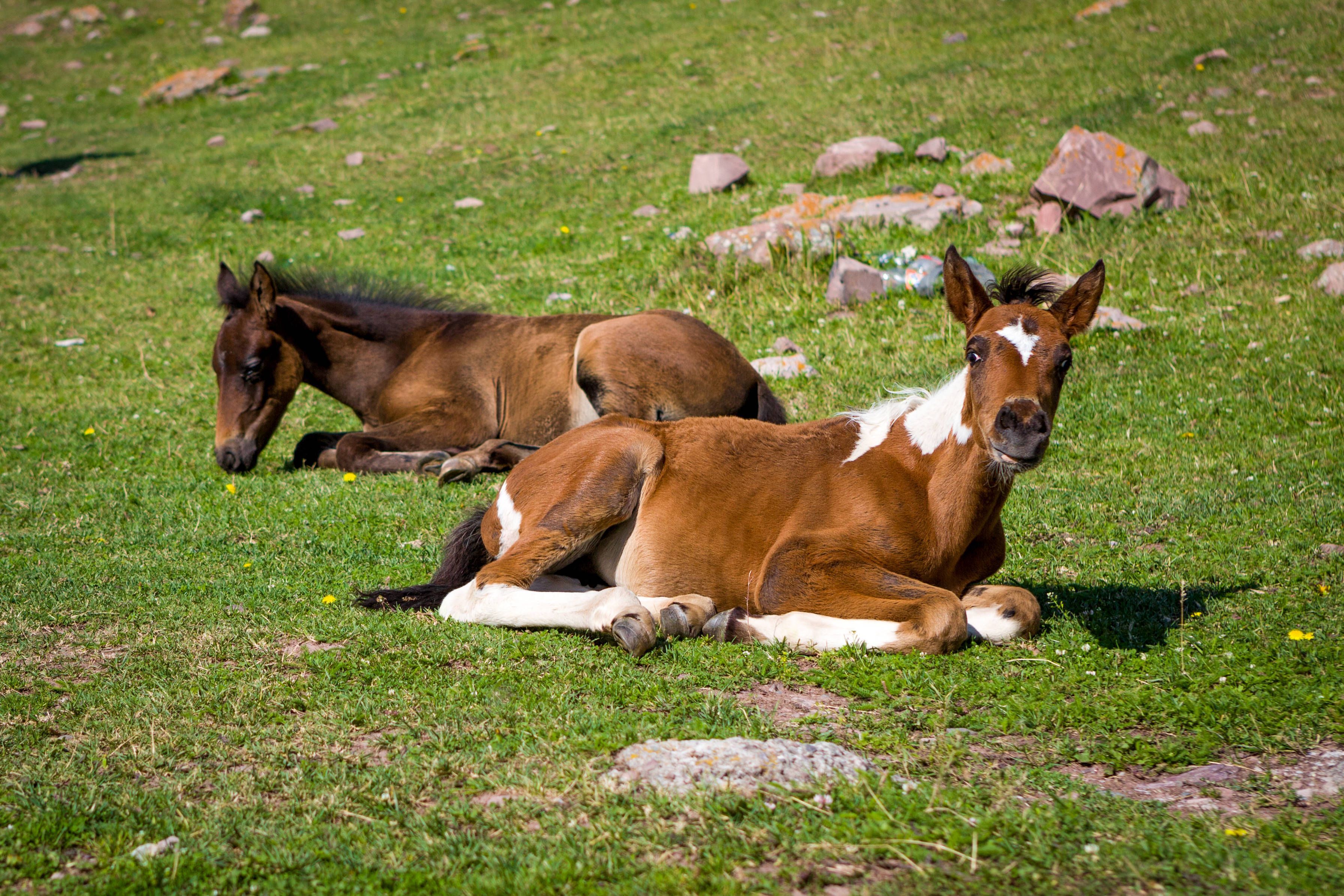 Zwei Fohlen liegen auf grünem Gras Two foals lying on green grass Copyright: imageBROKER/EvgenyxDubinchuk ibxiqx09355822.jpg Bitte beachten Sie die gesetzlichen Bestimmungen des deutschen Urheberrechtes hinsichtlich der Namensnennung des Fotografen im direkten Umfeld der Veröffentlichung