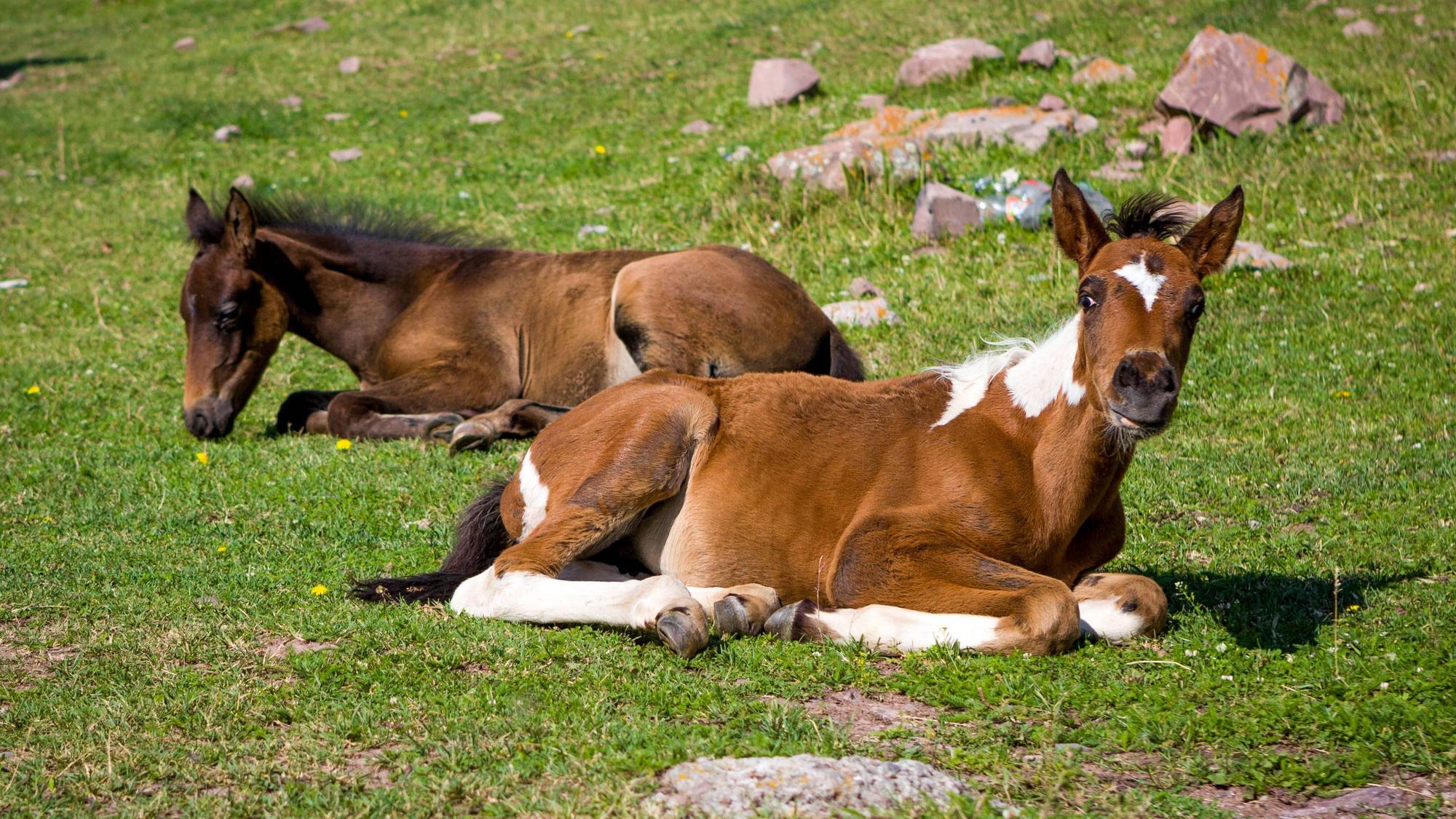 Zwei Fohlen liegen auf grünem Gras Two foals lying on green grass Copyright: imageBROKER/EvgenyxDubinchuk ibxiqx09355822.jpg Bitte beachten Sie die gesetzlichen Bestimmungen des deutschen Urheberrechtes hinsichtlich der Namensnennung des Fotografen im direkten Umfeld der Veröffentlichung