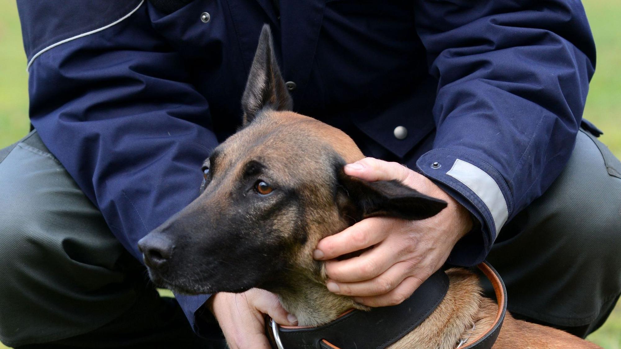 Wenn es zur Polizeihunde-Laufbahn nicht reicht
