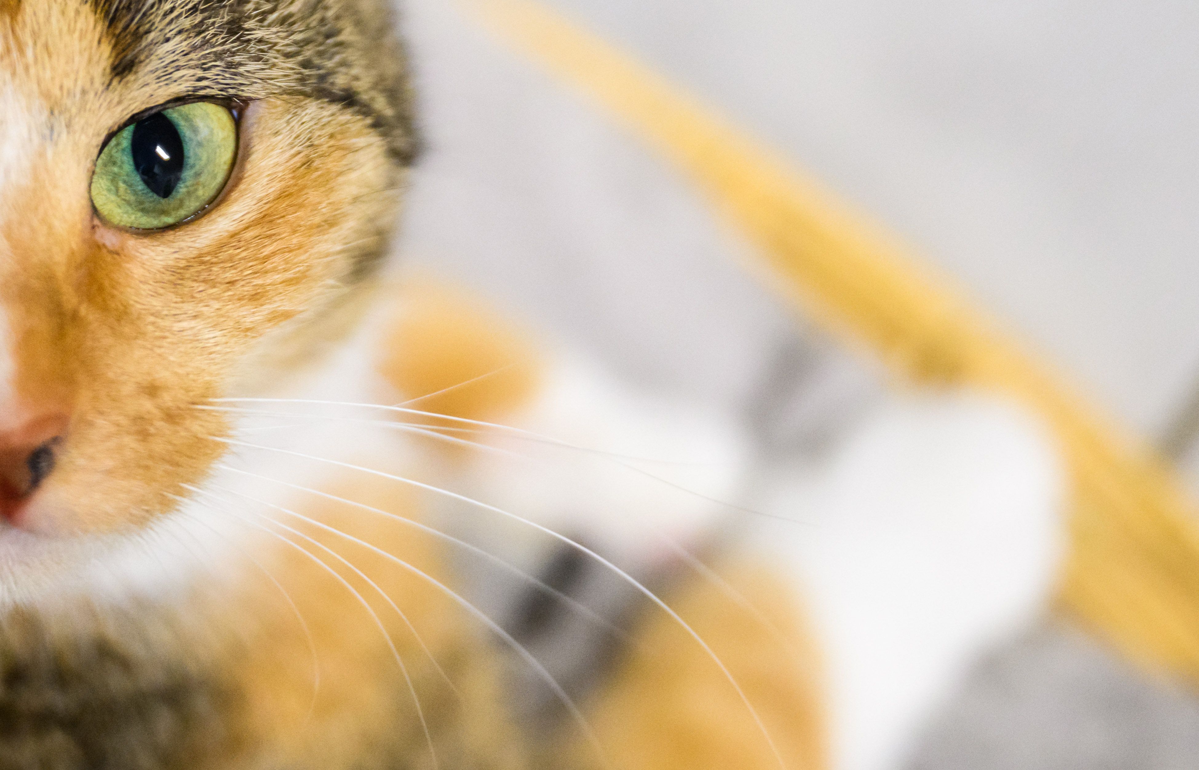 Eine Katze schaut in die Kamera (Symbolfoto).