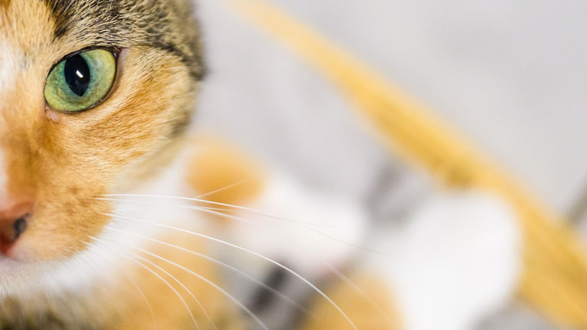 Eine Katze schaut in die Kamera (Symbolfoto).