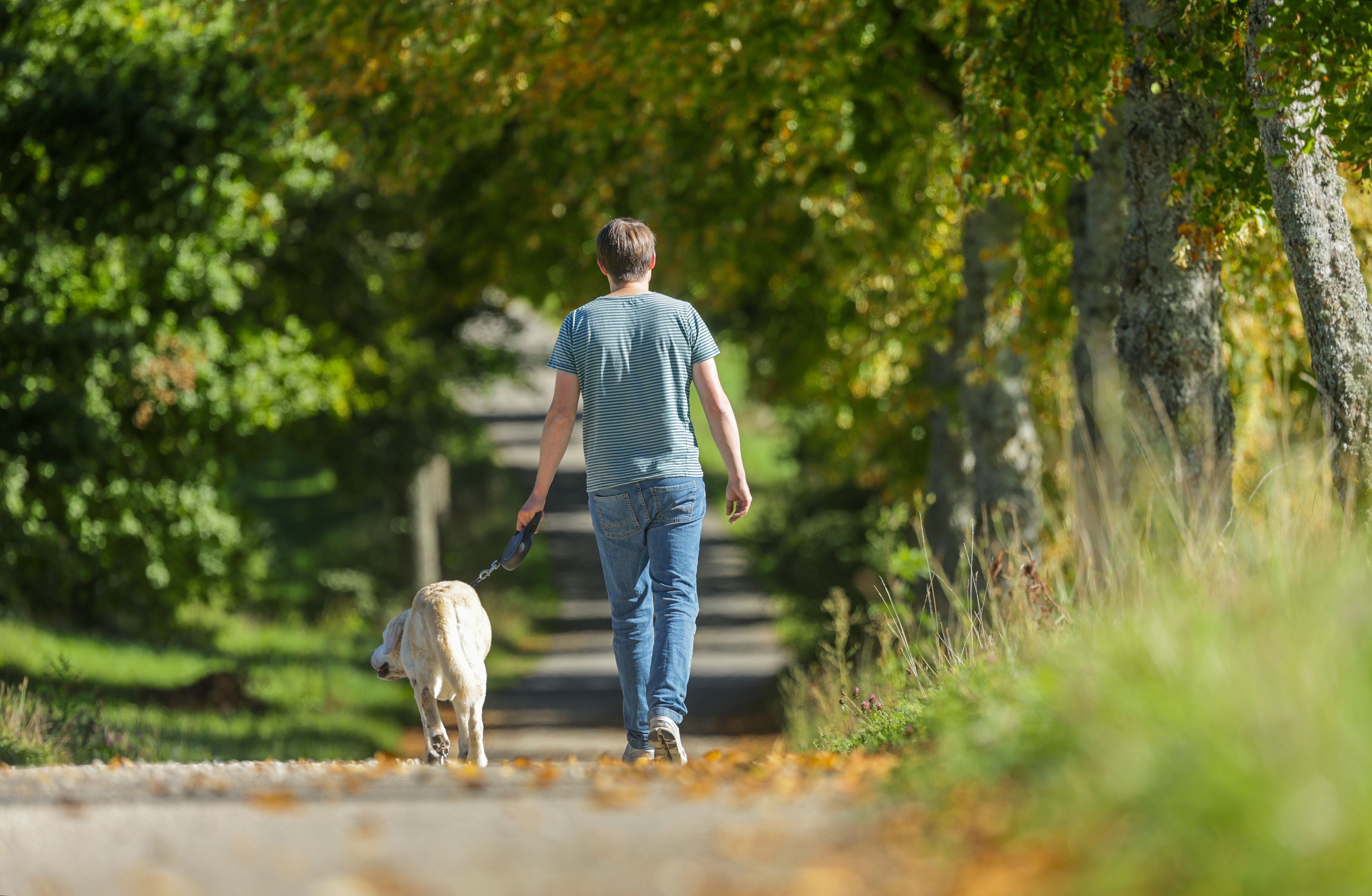 Ein Mann geht im Sonnenschein mit seinem Hund spazieren.