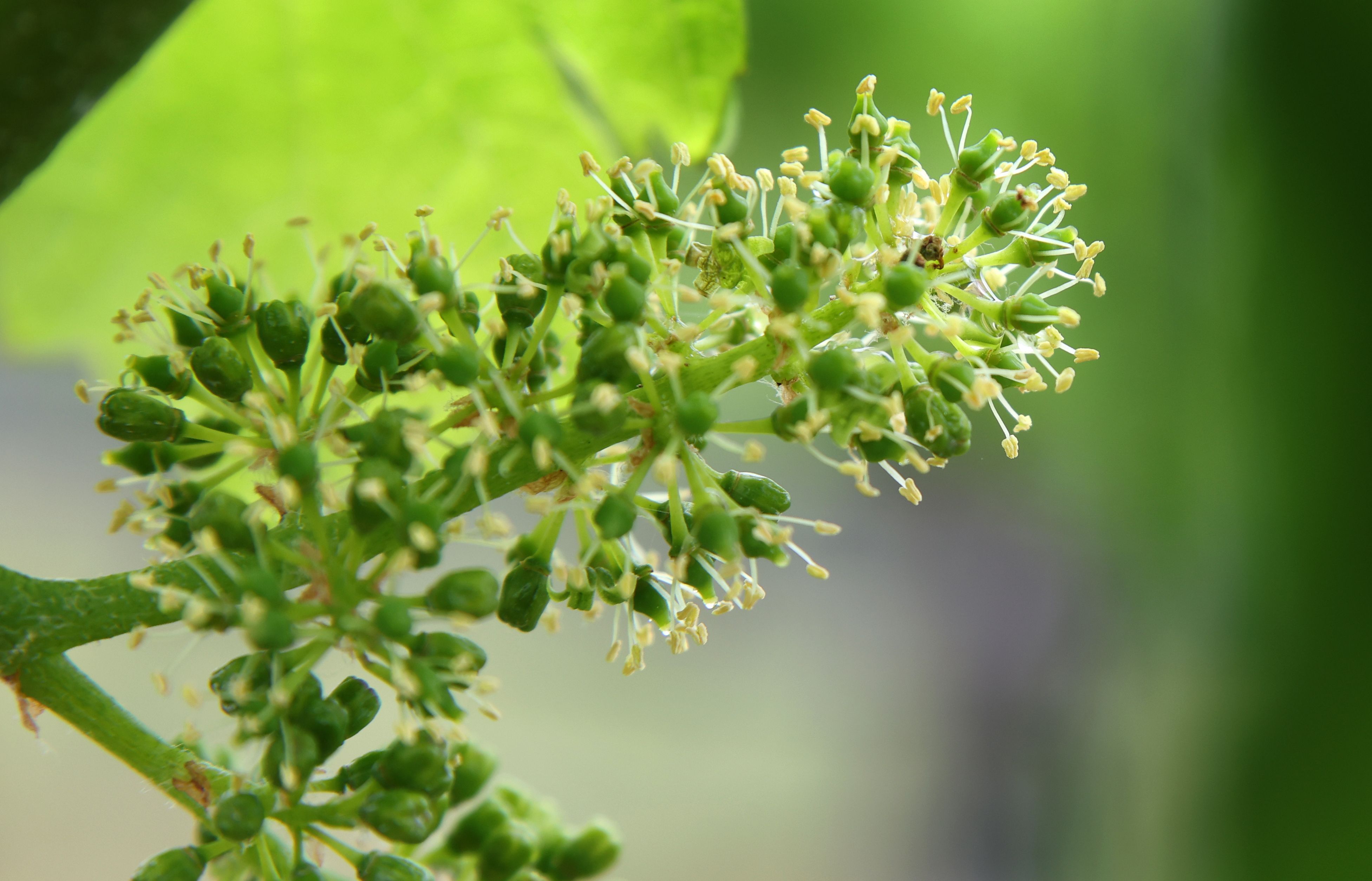 Blüten sind an den kleinen Weinbeeren eines Weinstocks in einem Weinberg zu sehen. (Symbolbild)