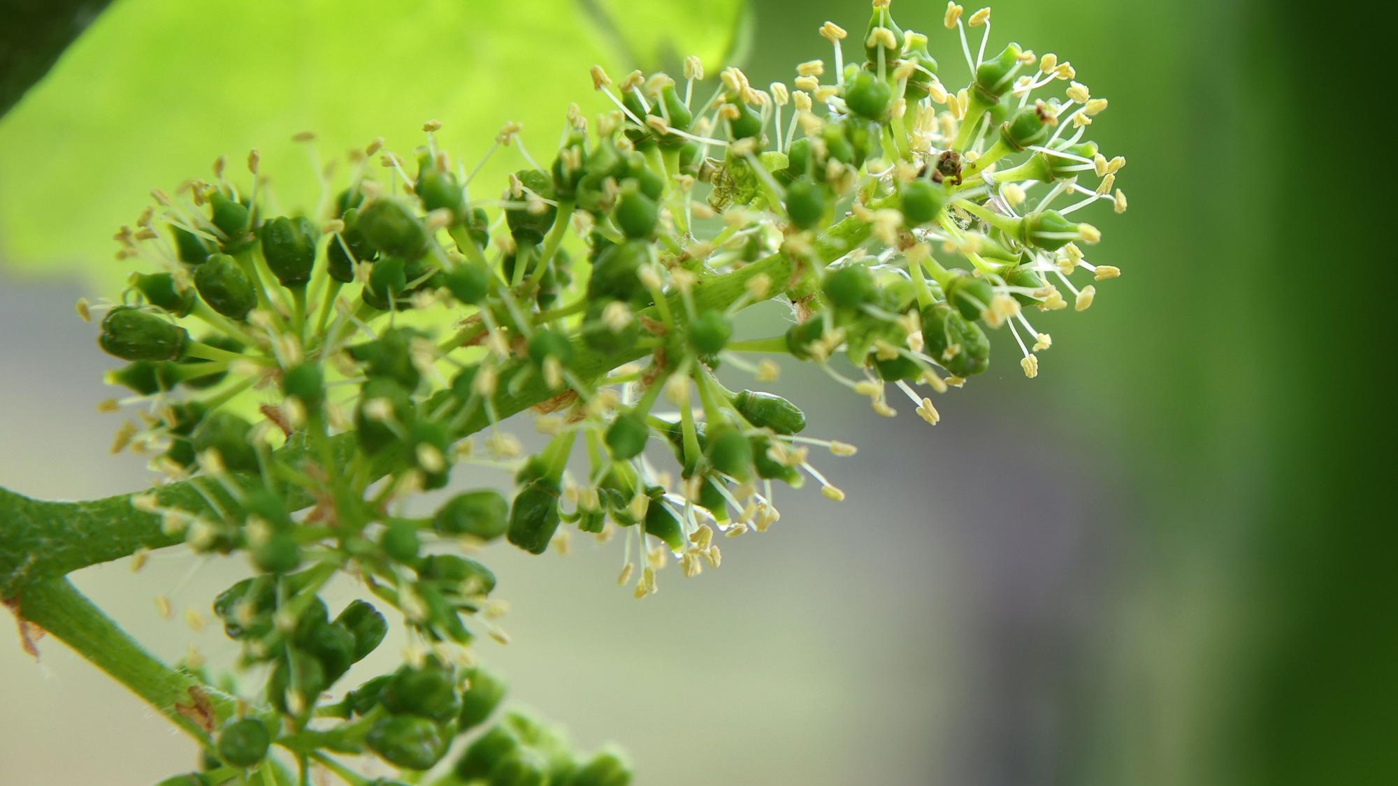 Blüten sind an den kleinen Weinbeeren eines Weinstocks in einem Weinberg zu sehen. (Symbolbild)