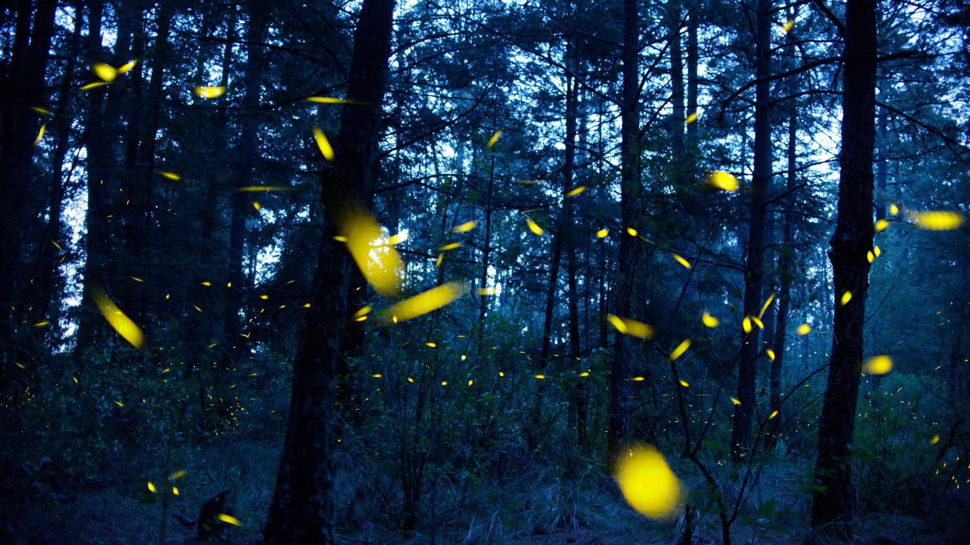 Glühwürmchen schwirren durch einen dunklen Wald. (Symbolbild)