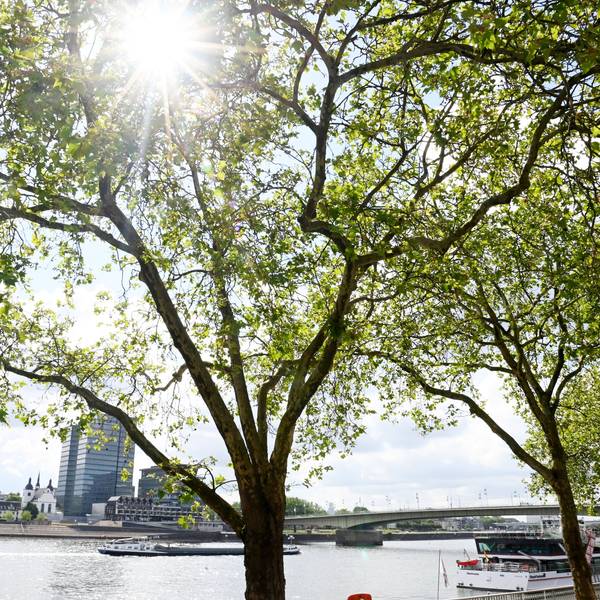 Platanen am Kölner Rheinufer