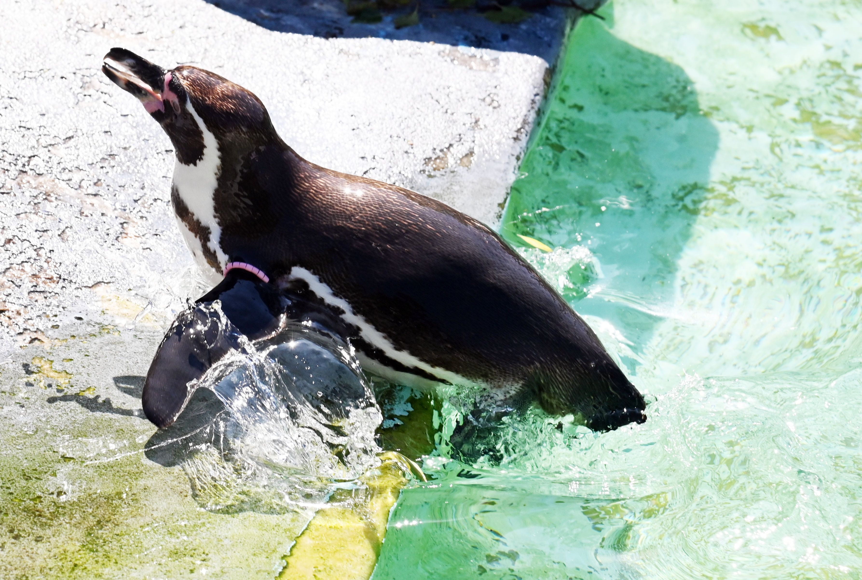 18.06.2026 Köln. Sommer 2026. Wetter. Hitzewelle. Mensch und Tier im Zoo suchen den Schatten. Erst ein kühles Bad und dann ab in den Schatten. Foto: Alexander Schwaiger