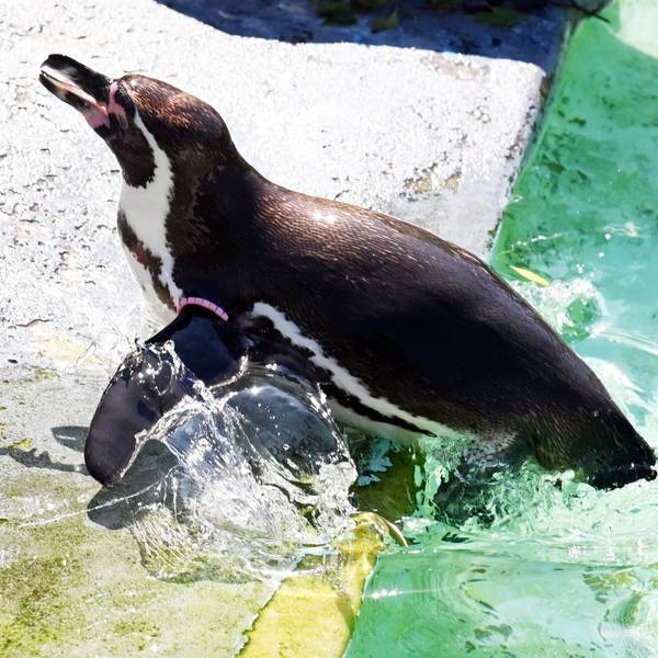 18.06.2026 Köln. Sommer 2026. Wetter. Hitzewelle. Mensch und Tier im Zoo suchen den Schatten. Erst ein kühles Bad und dann ab in den Schatten. Foto: Alexander Schwaiger
