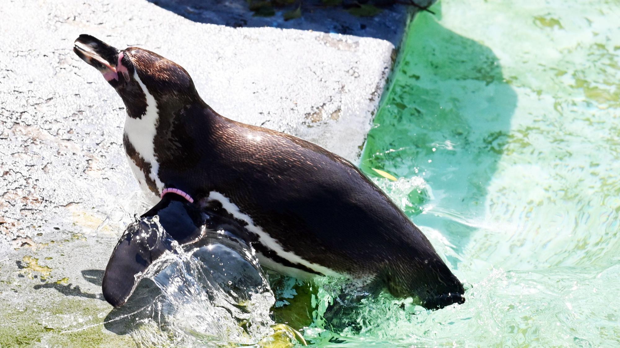 18.06.2026 Köln. Sommer 2026. Wetter. Hitzewelle. Mensch und Tier im Zoo suchen den Schatten. Erst ein kühles Bad und dann ab in den Schatten. Foto: Alexander Schwaiger