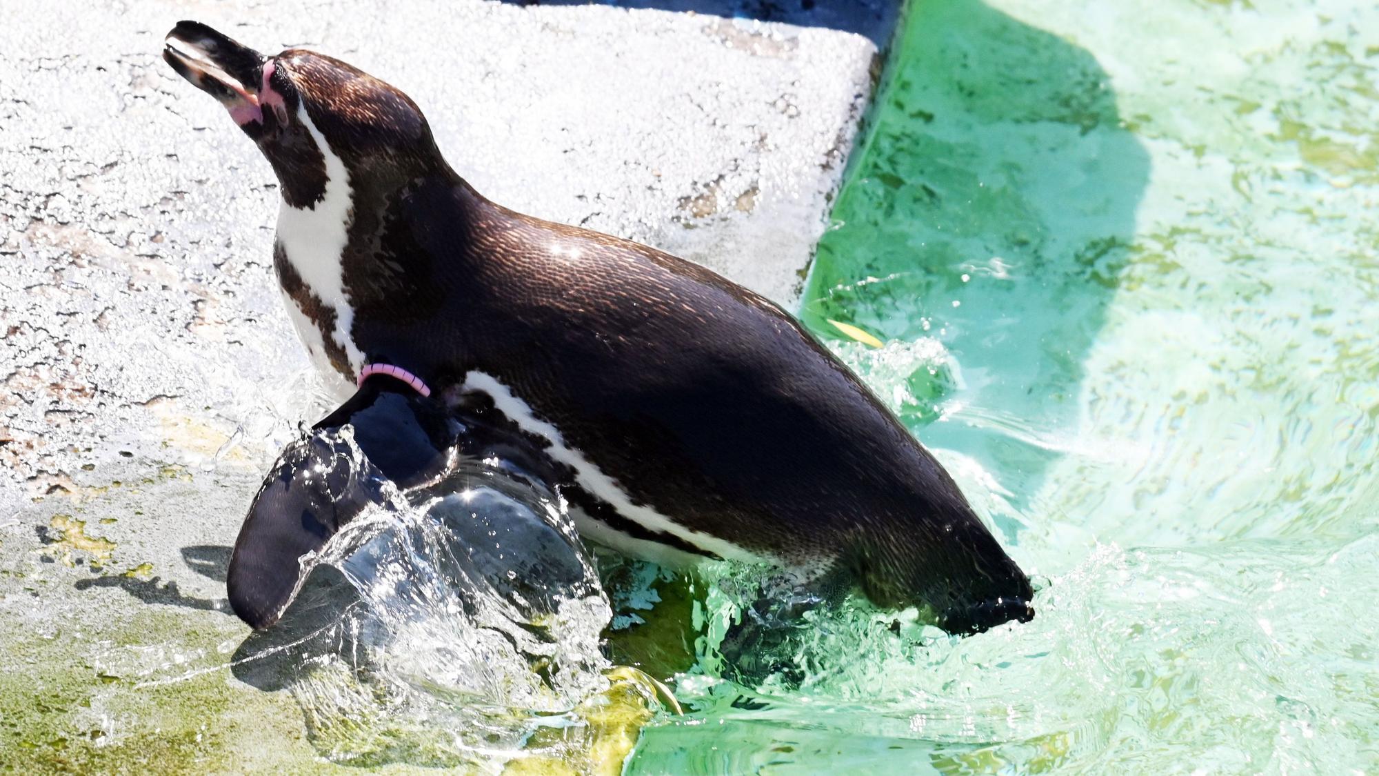 18.06.2026 Köln. Sommer 2026. Wetter. Hitzewelle. Mensch und Tier im Zoo suchen den Schatten. Erst ein kühles Bad und dann ab in den Schatten. Foto: Alexander Schwaiger