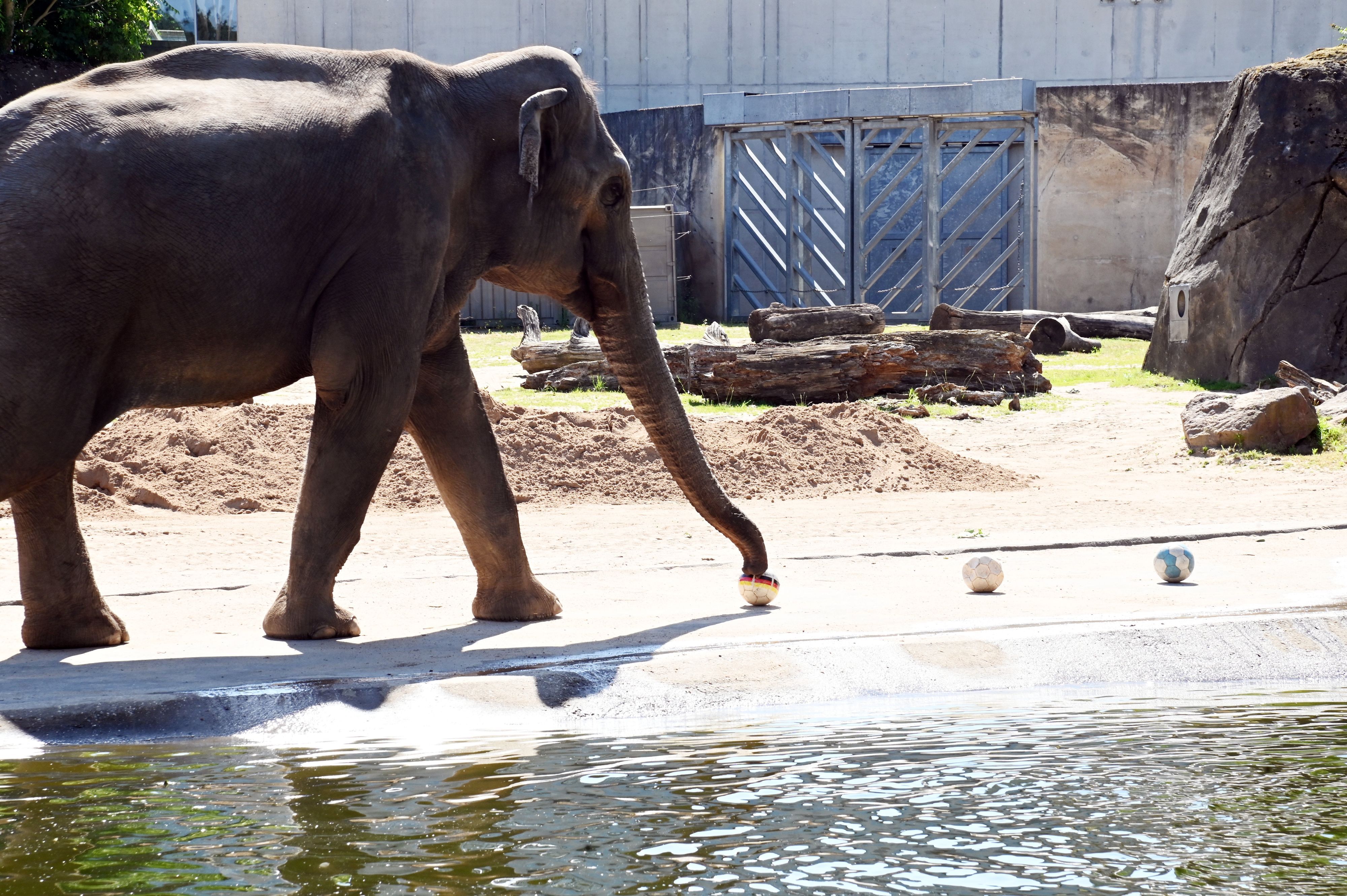 Der Elefant Tarak steht in seiner Anlage neben den drei Bällen und tippt mit dem Rüssel auf den Ball mit der deutschen Flagge.