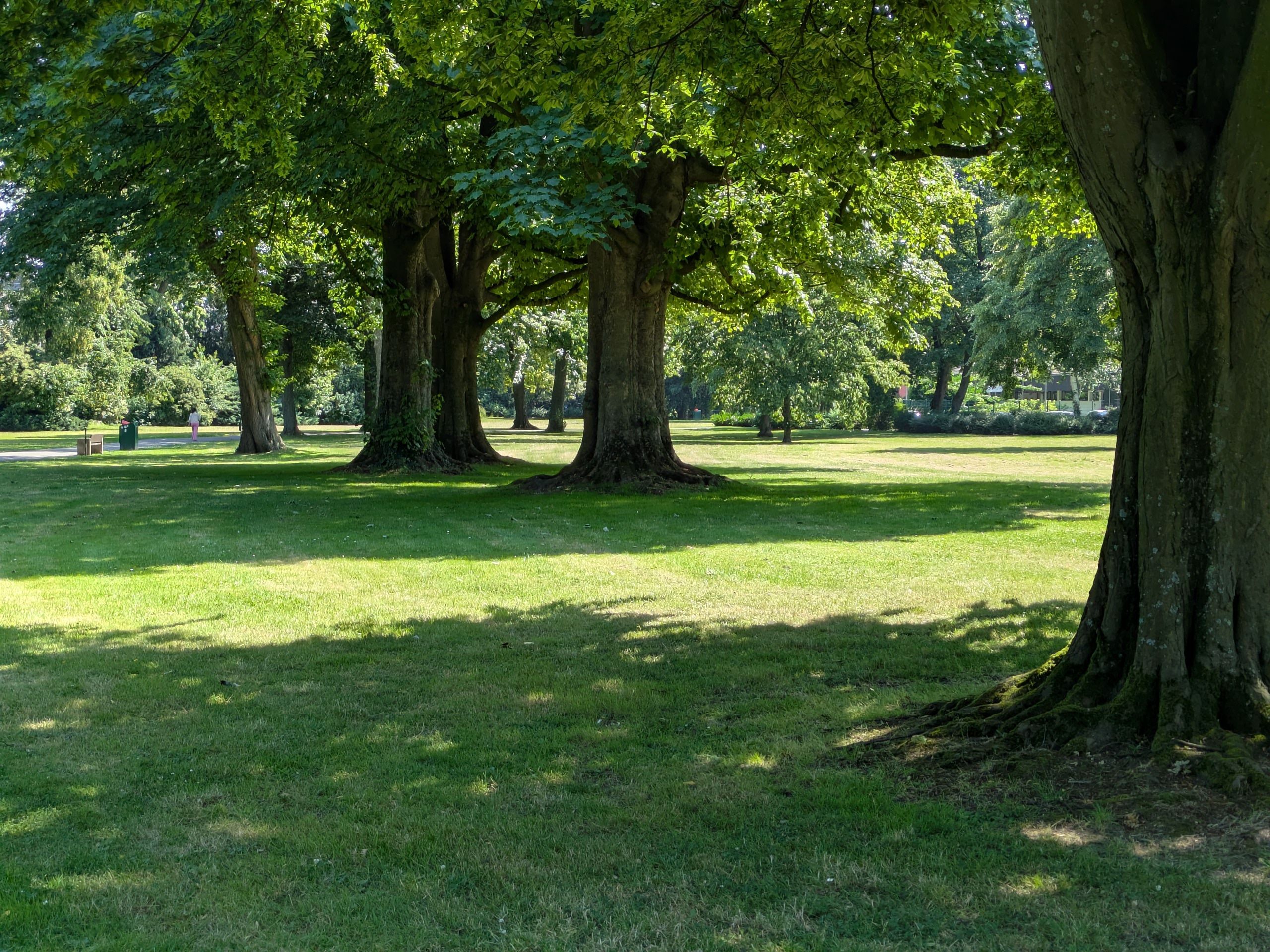Alte Bäume in einem Park