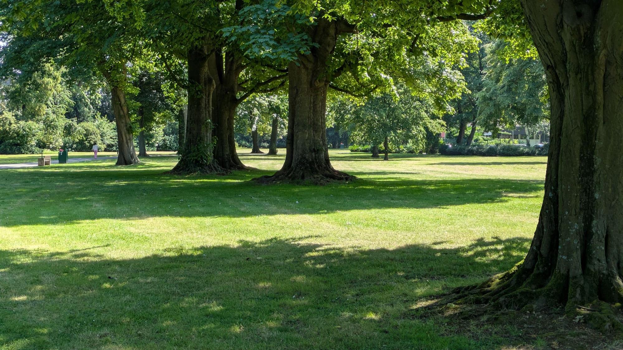 Alte Bäume in einem Park