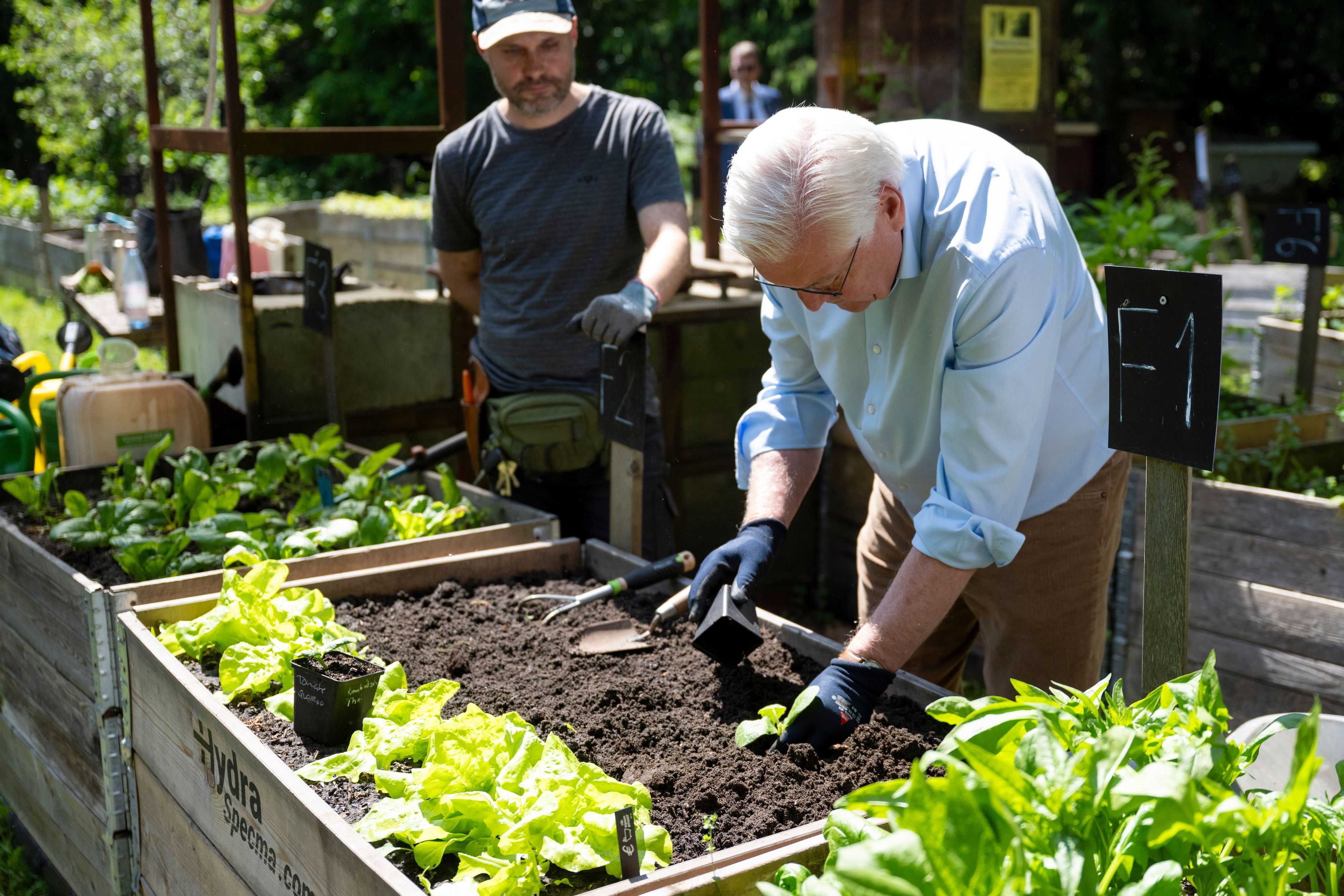 Bundespräsident Frank-Walter Steinmeier (r) gärtnert in einem Hochbeet in den Prinzessinnengärten in Neukölln.