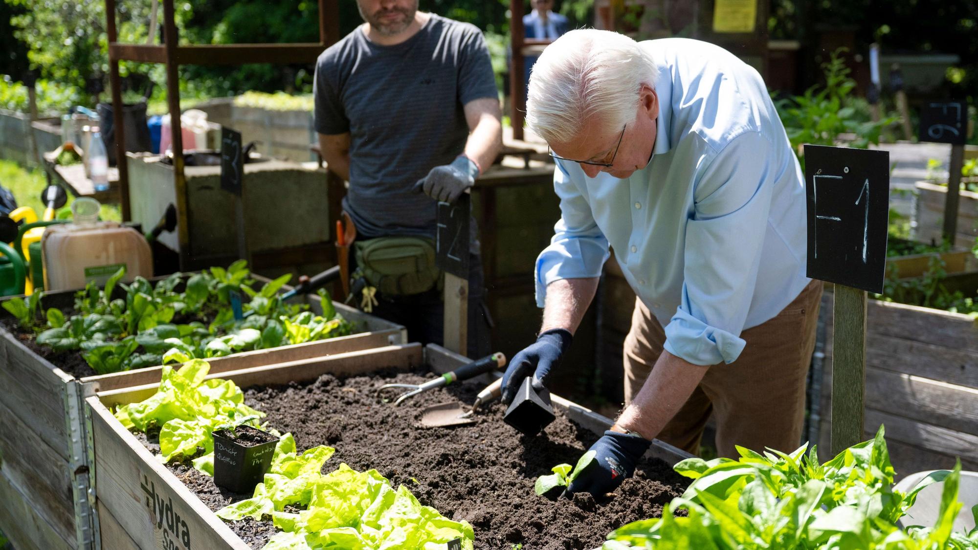 Bundespräsident Frank-Walter Steinmeier (r) gärtnert in einem Hochbeet in den Prinzessinnengärten in Neukölln.