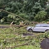 Durch eine Sturmböe wurde ein Baum auf dem Deutzer Ring entwurzelt und stürzte daraufhin auf die Straße.