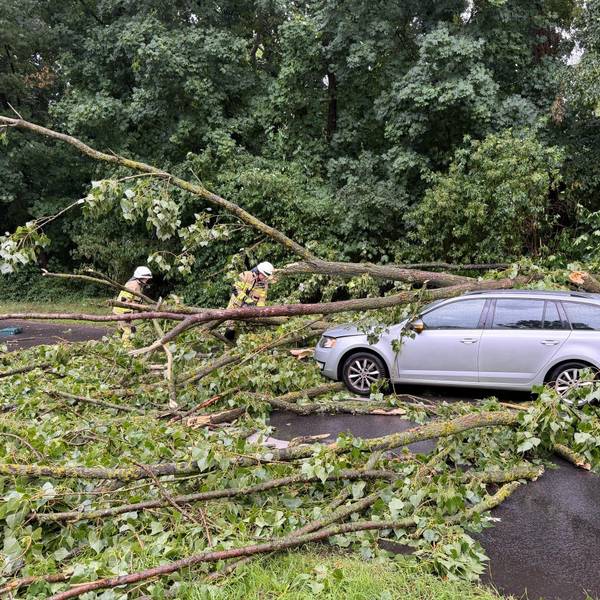 Durch eine Sturmböe wurde ein Baum auf dem Deutzer Ring entwurzelt und stürzte daraufhin auf die Straße.