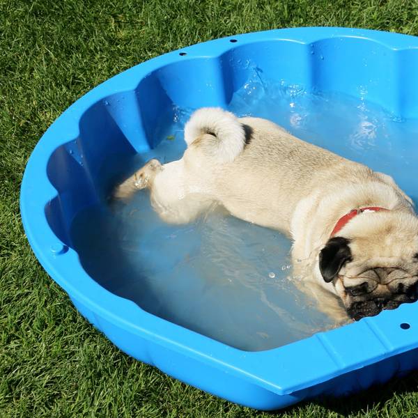 Ein Mops liegt in einer blauen Plastikmuschel im Wasser.