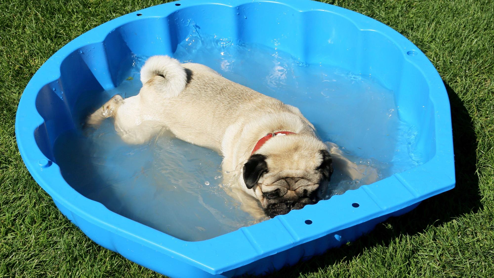 Ein Mops liegt in einer blauen Plastikmuschel im Wasser.