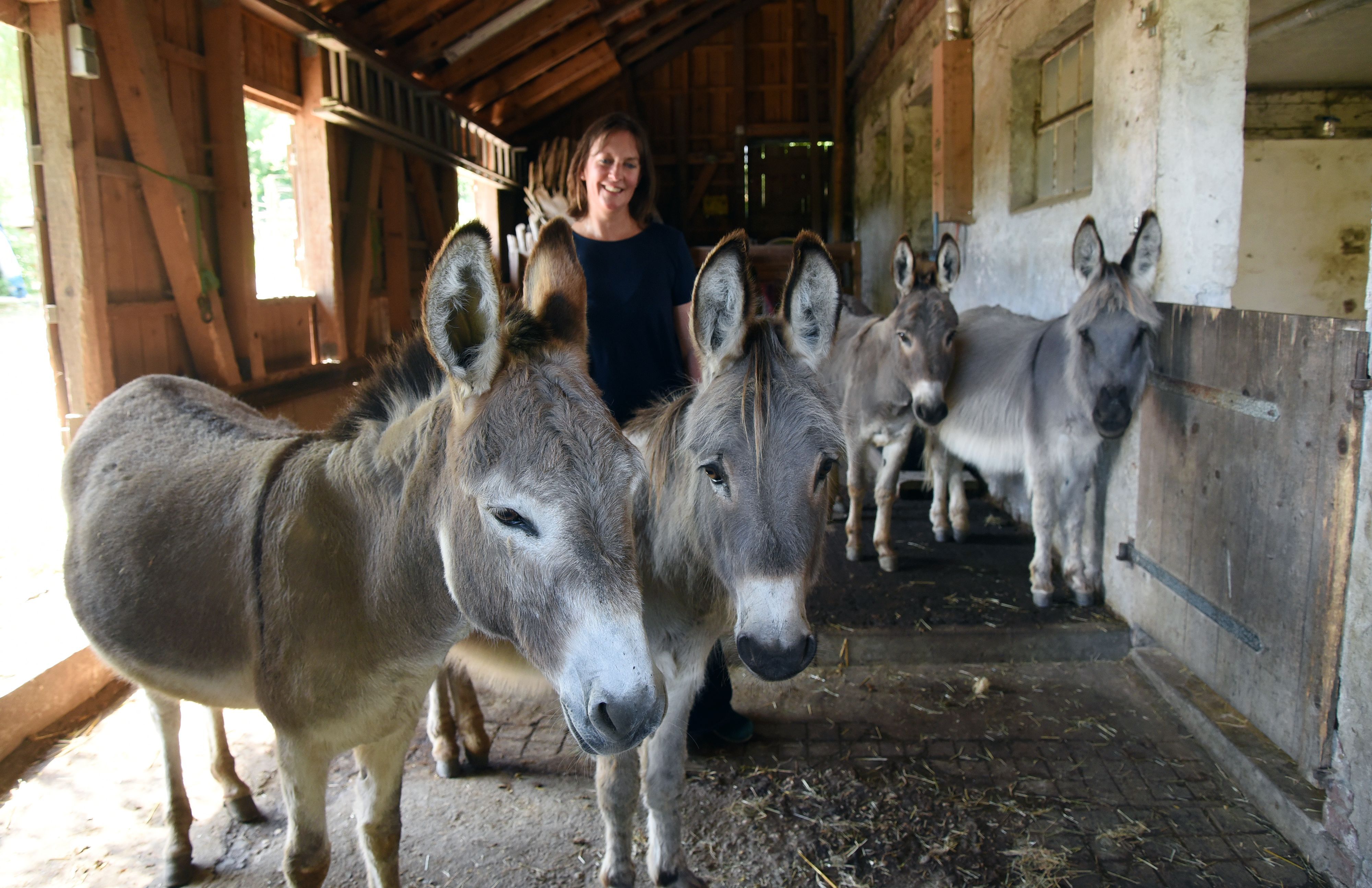 Die sanfte Eselbande von Sylvia Geldmacher erfreut sich sowohl bei kleinen als auch bei großen Gästen des Lindenhofs in Waldbröl-Diezenkausen höchster Beliebtheit. Das Wesen dieser Vierbeiner lässt jeden abschalten und beschert Beruhigung.
