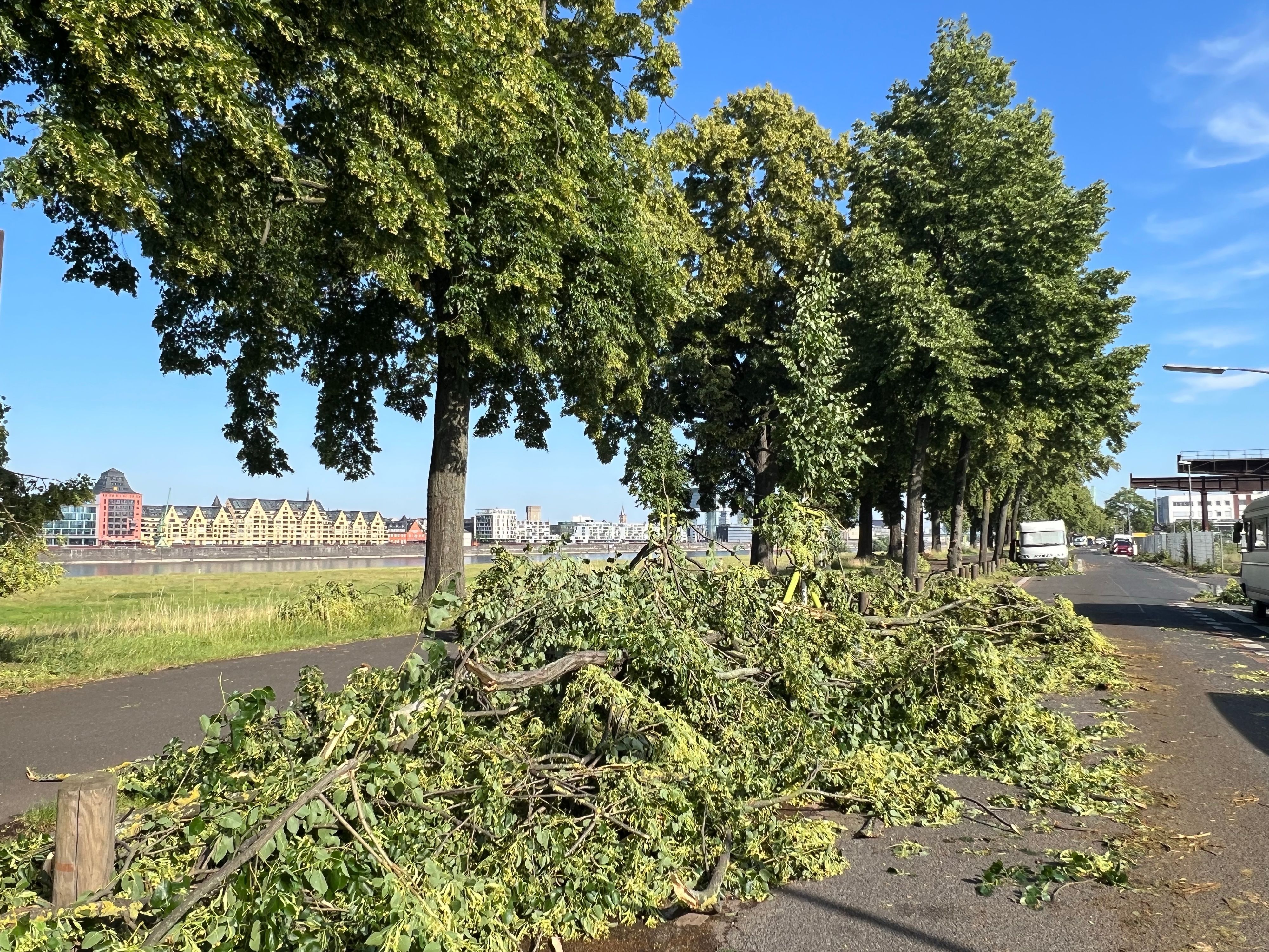 Äste von Bäumen bedecken eine Straße.