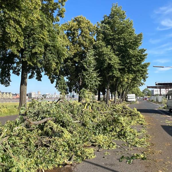 Äste von Bäumen bedecken eine Straße.