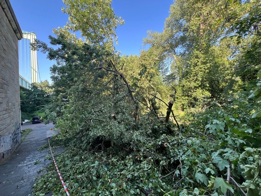 Ein umgekippter Baum bedeckt einen Weg.