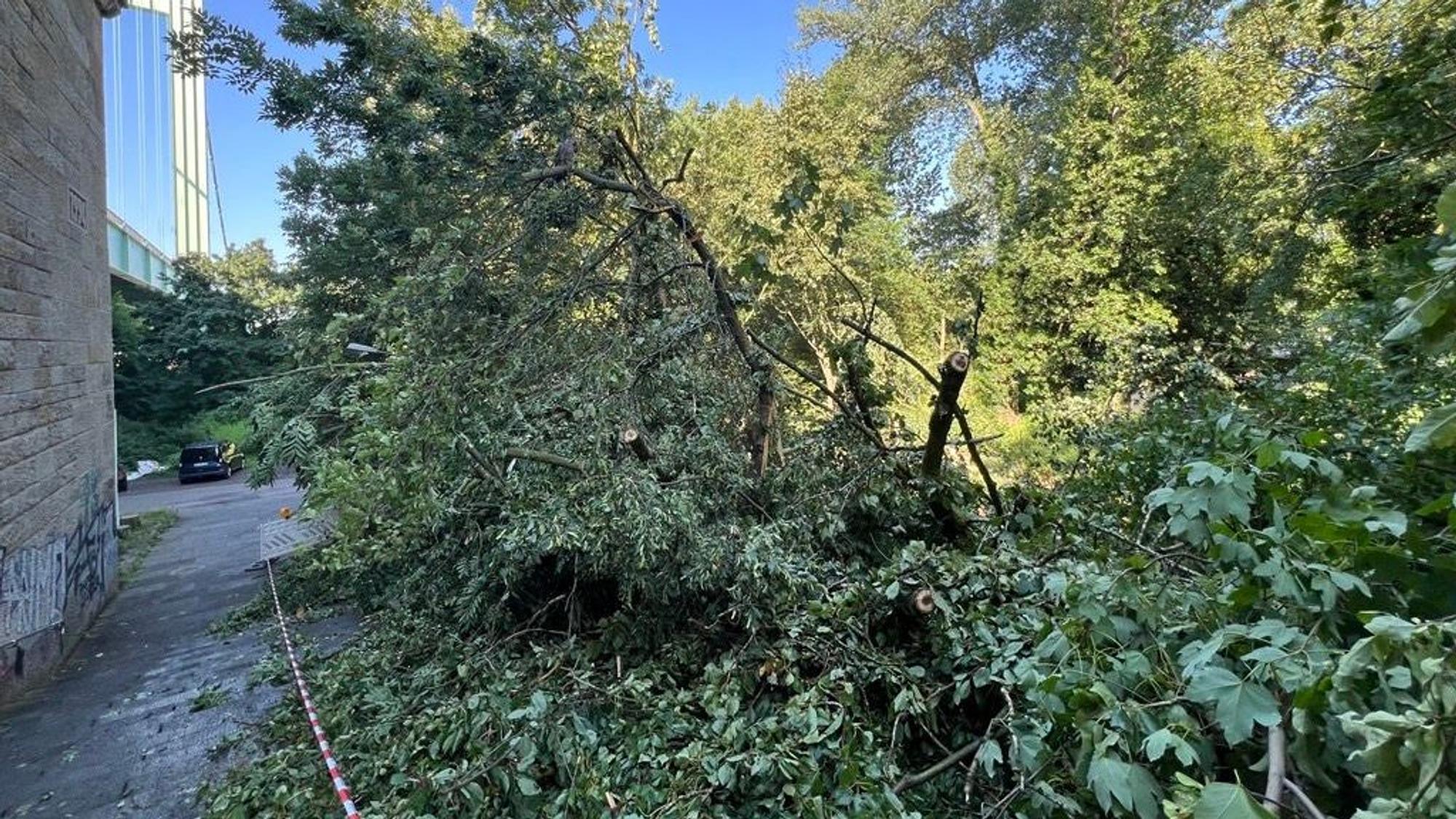 Ein umgekippter Baum bedeckt einen Weg.