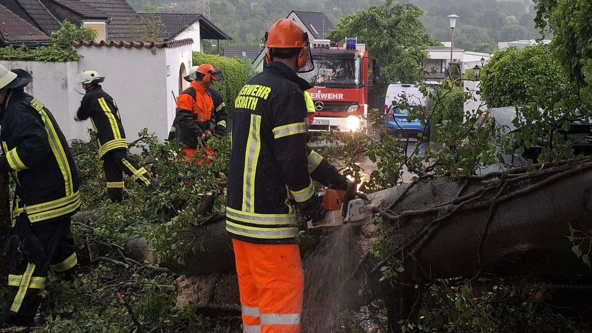 Baum auf Straße und Pkw.