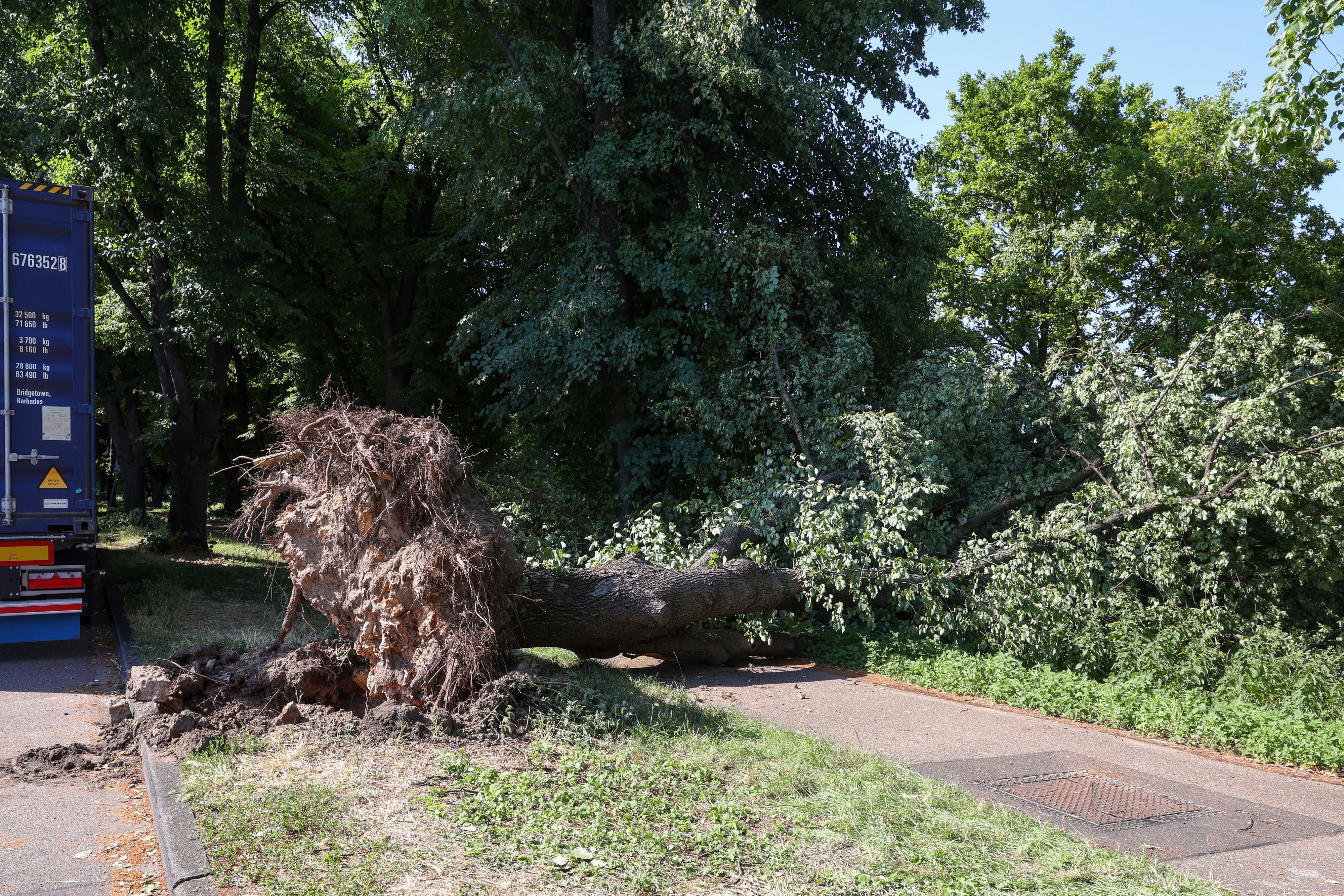 Nach dem heftigen Gewitter am 19. Juni liegt ein umgestürzter Baum auf dem Fahrradweg am Molenkopf in Köln-Niehl.