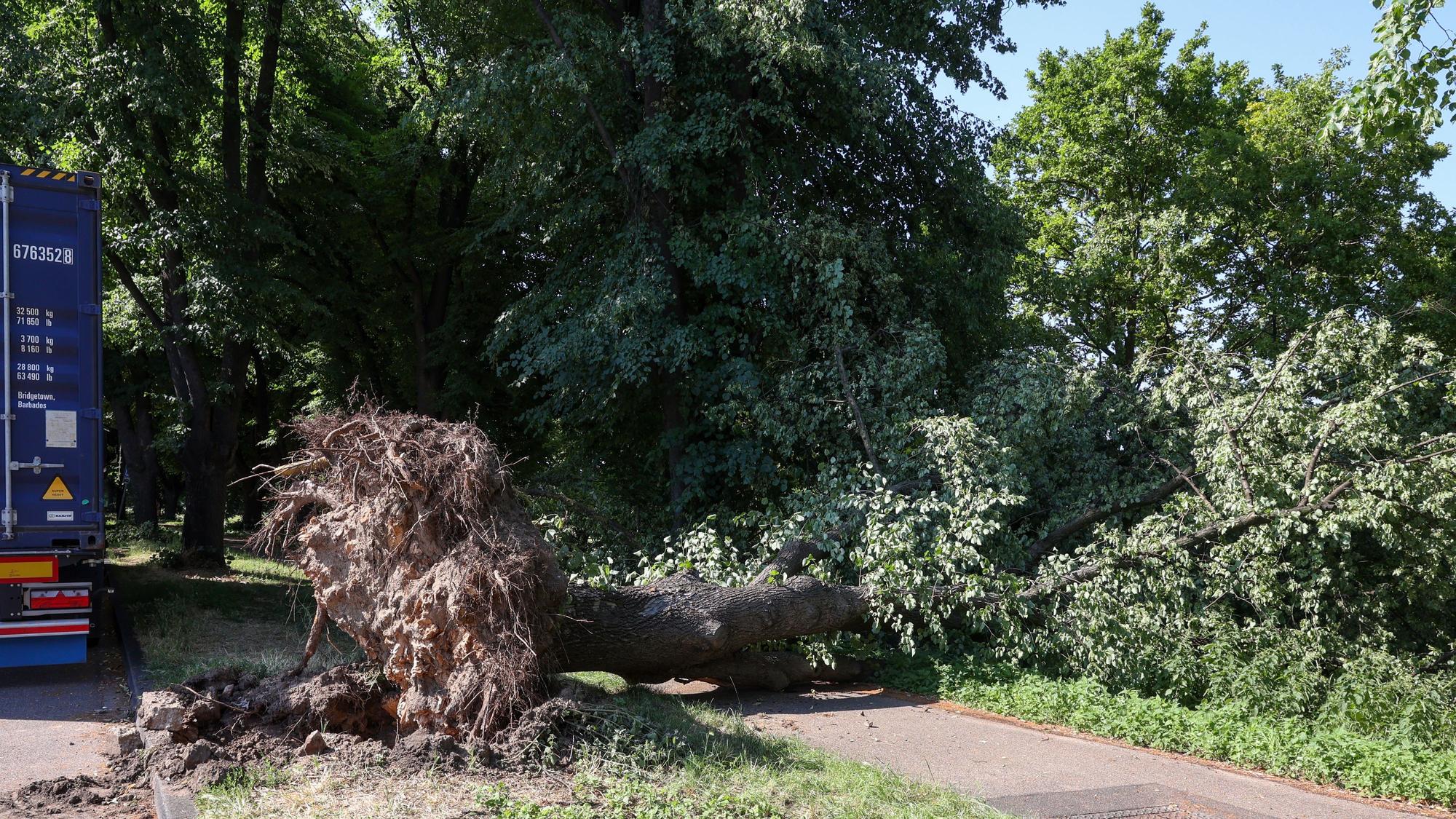 Nach dem heftigen Gewitter am 19. Juni liegt ein umgestürzter Baum auf dem Fahrradweg am Molenkopf in Köln-Niehl.