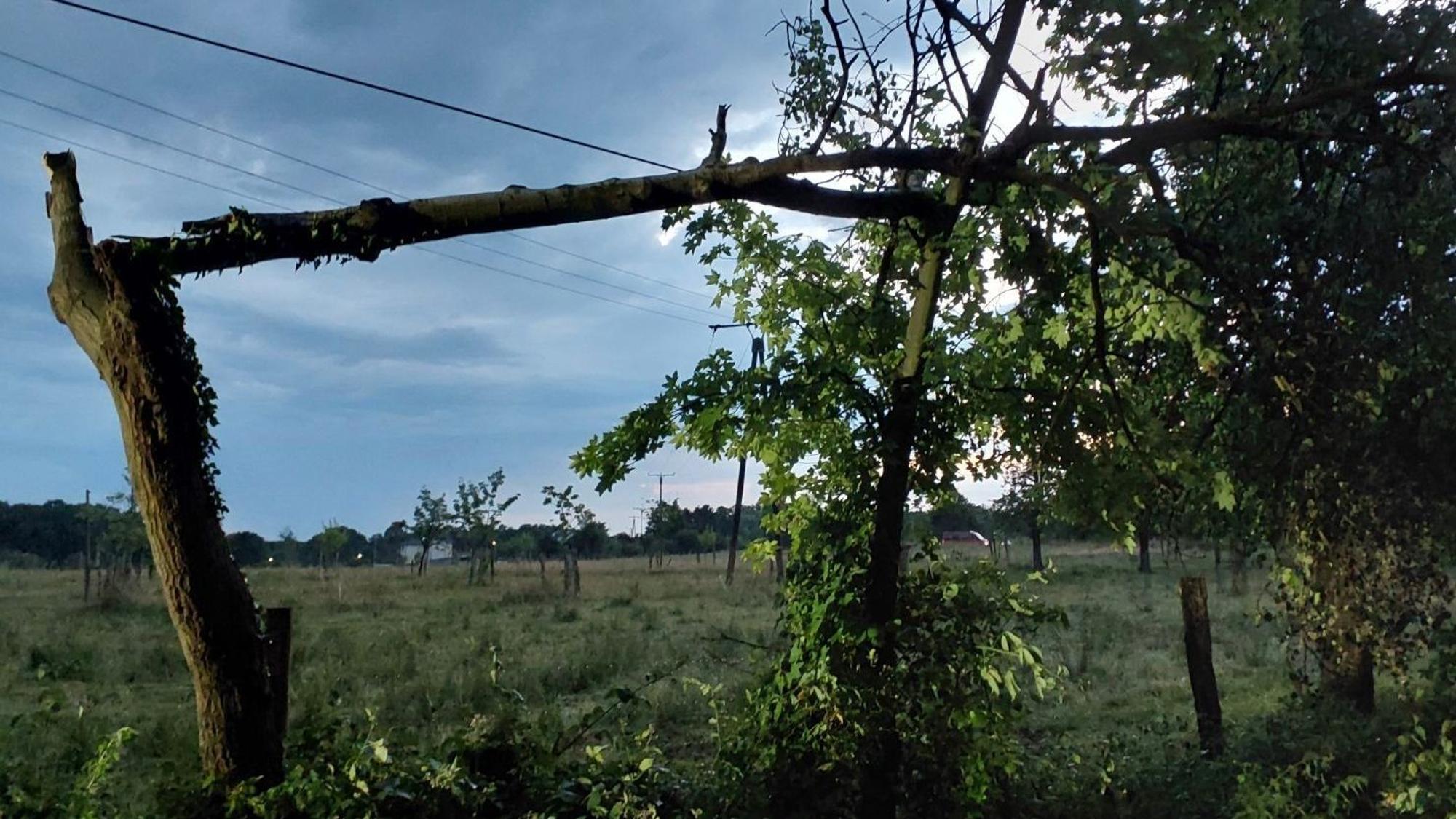 Ein baum Baum liegt auf einer Stromleitung.