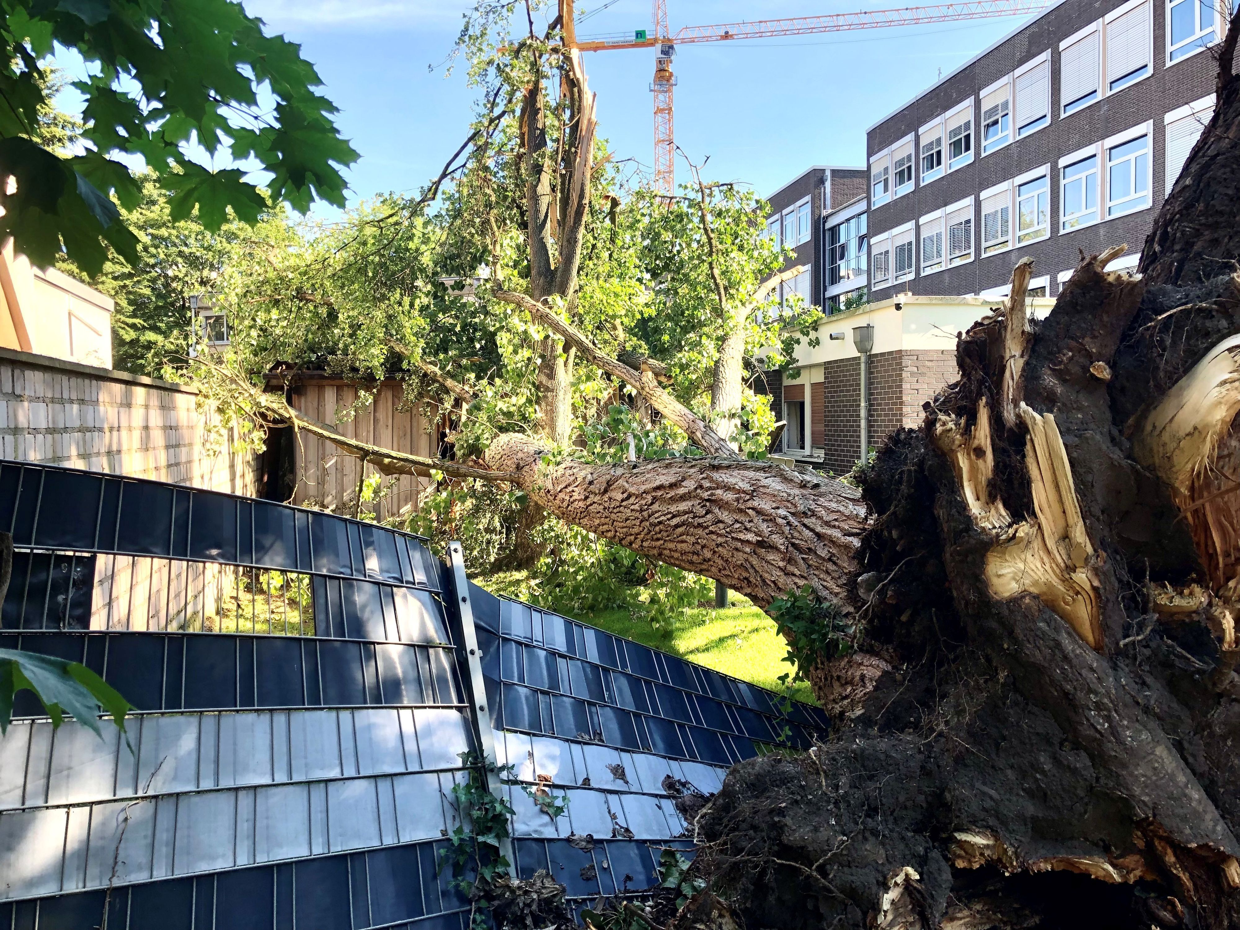 Ein umgestürzter Baum liegt auf einem Carport.