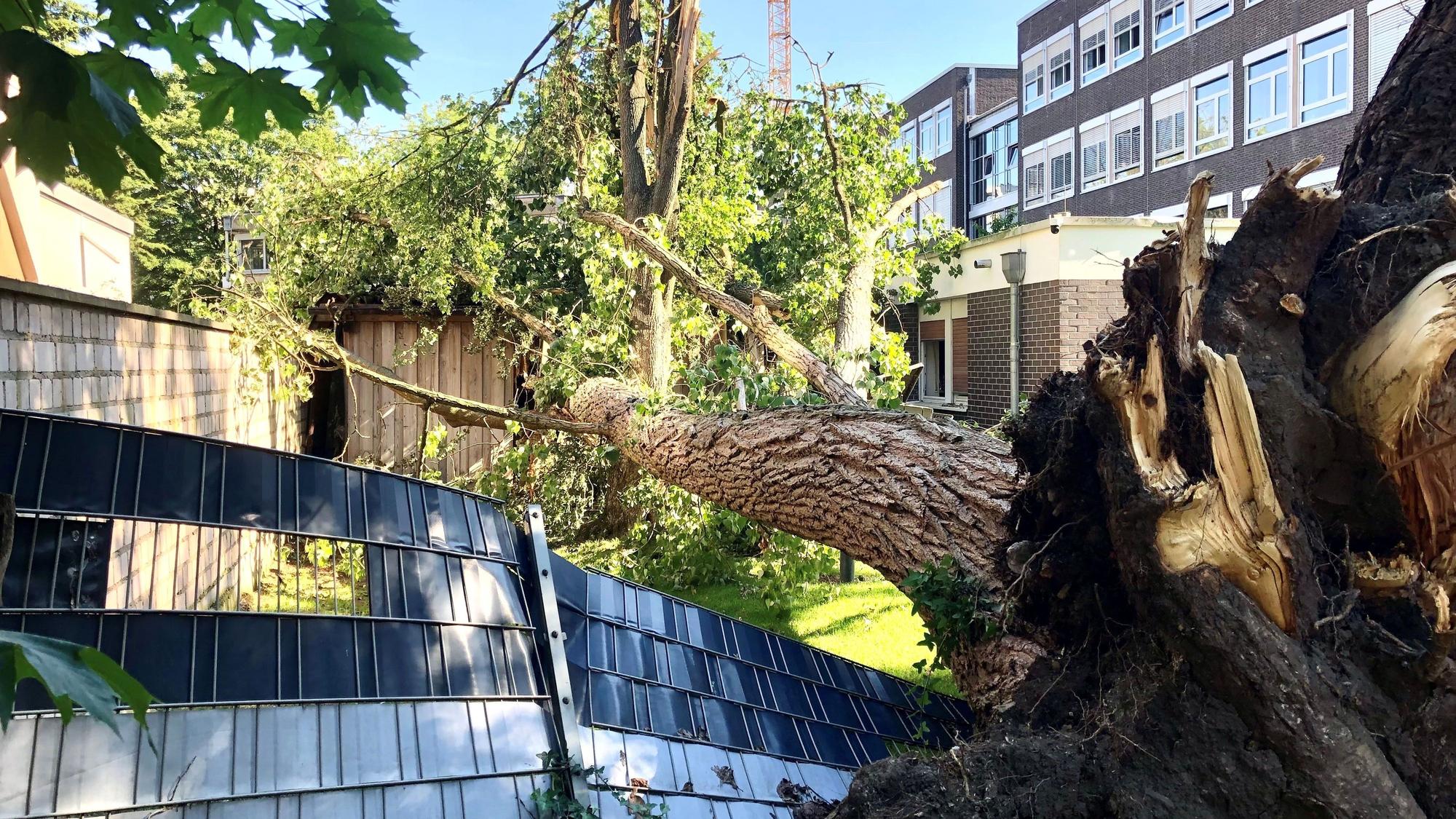 Ein umgestürzter Baum liegt auf einem Carport.