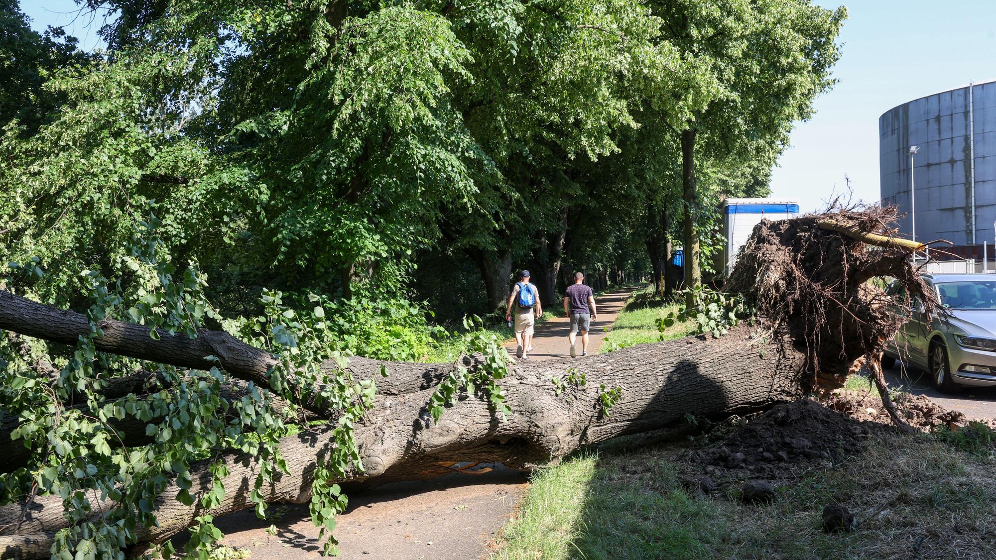Eine vom Sturm entwurzelte Linde liegt auf einem Fahrrad- und Fußweg.