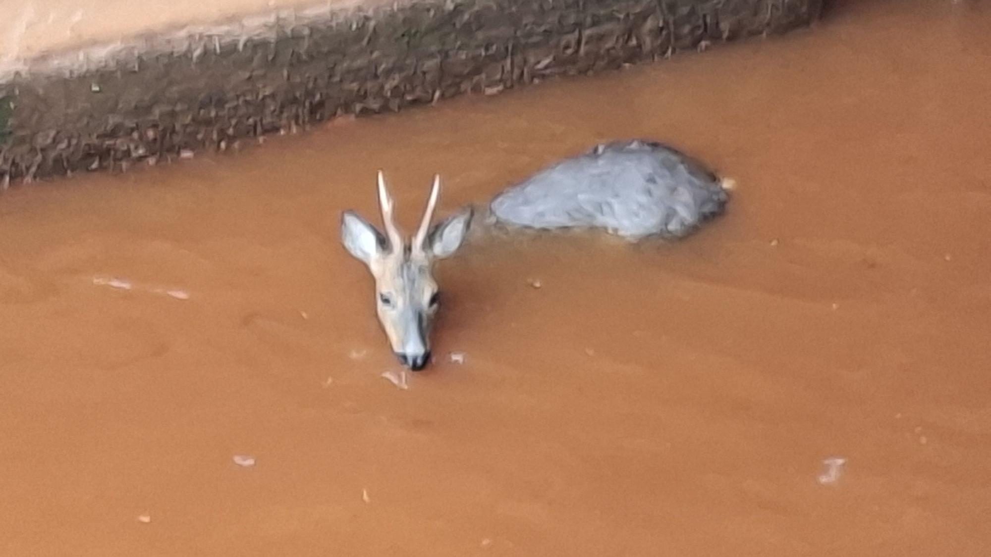 Immer wieder müssen ausgewachsene Rehe aus dem Kölner Randkanal zwischen Frechen und Köln-Worringen geborgen werden.