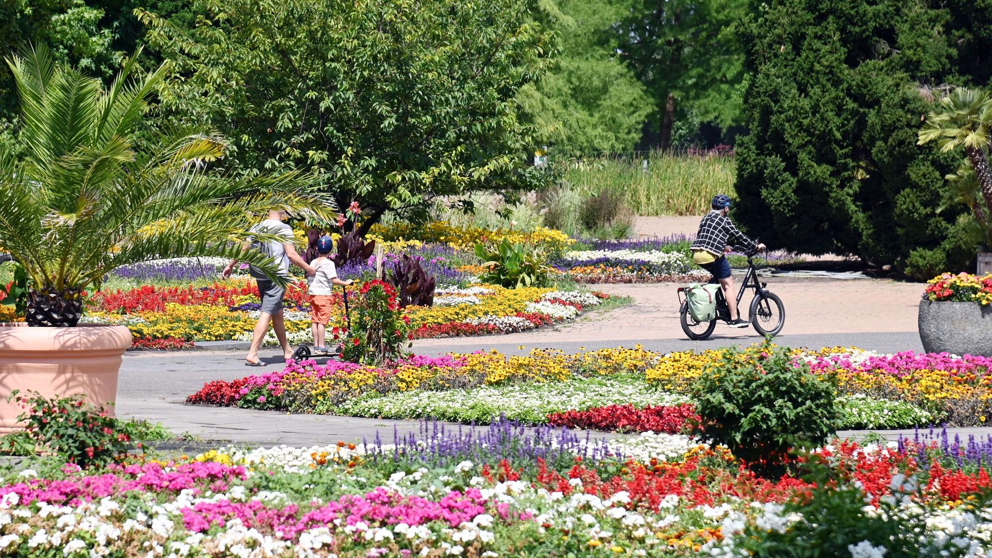Blumenpracht im Rheinpark. (Archivbild)