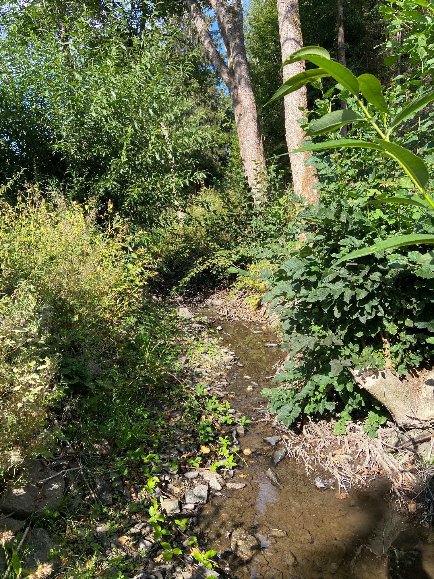 Ein Bach mit wenig Wasser.