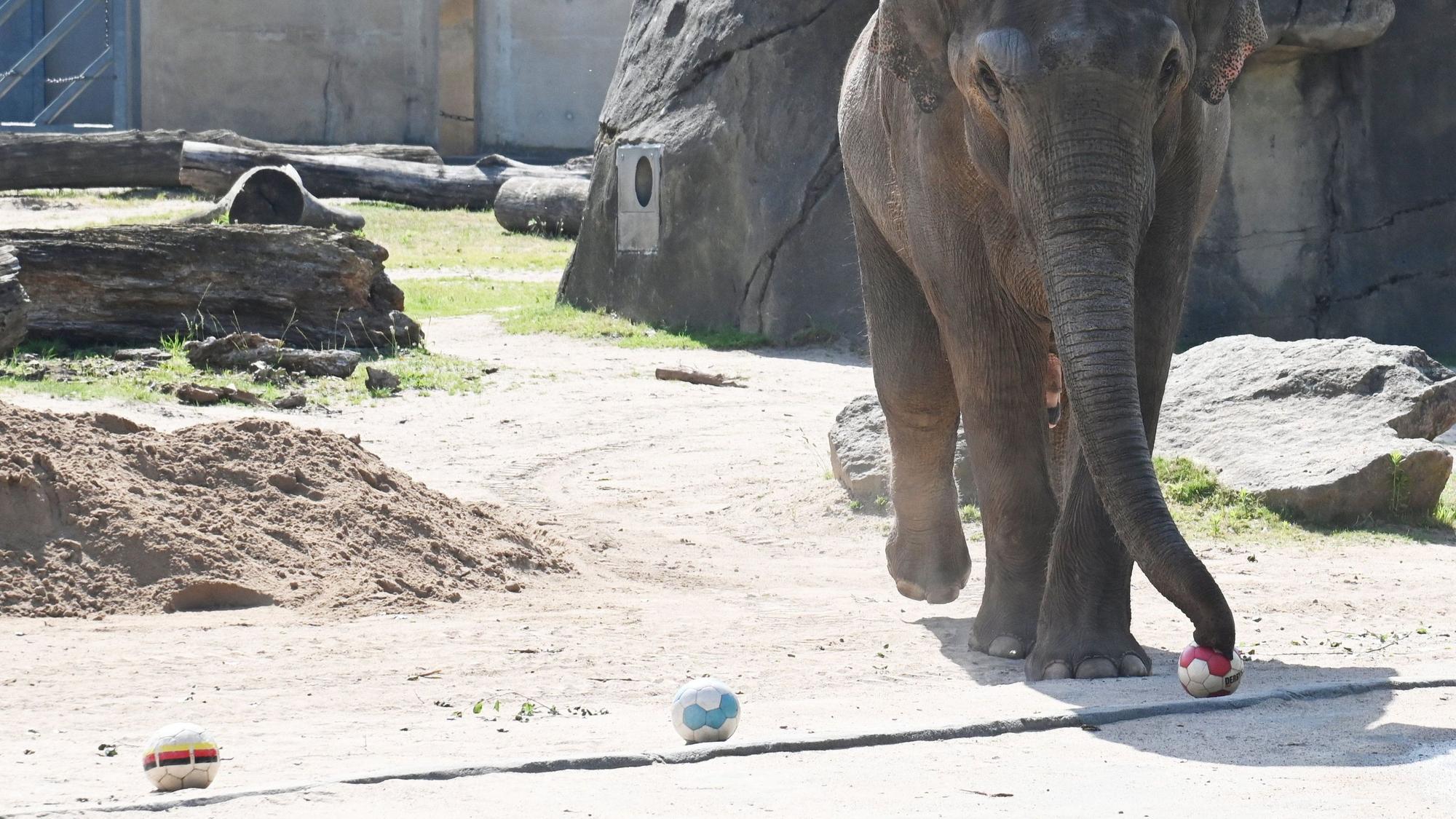 Elefant Tarak tippt auf einen Sieg Ecuadors gegen die deutsche Fußball-Nationalmannschaft.