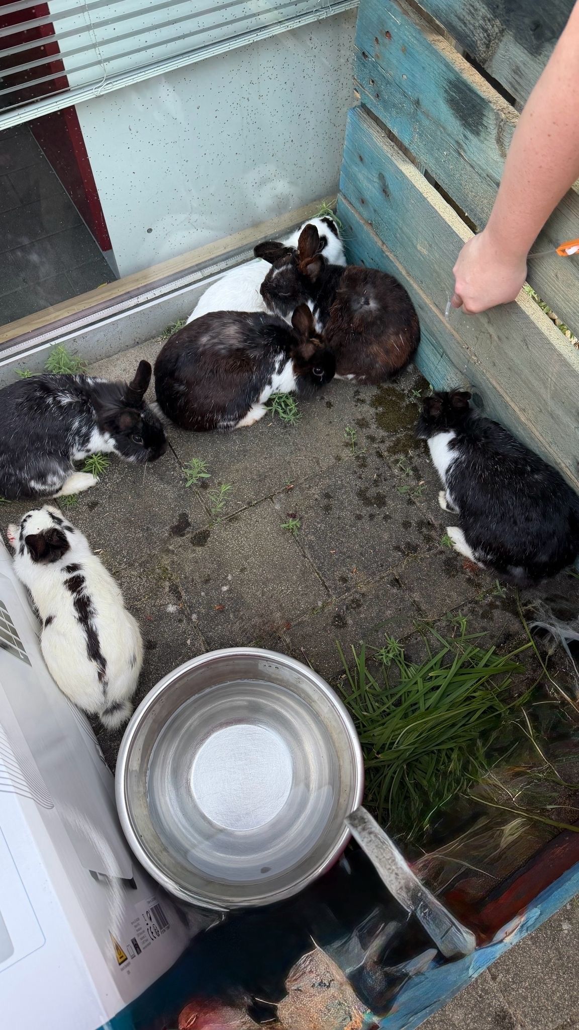 Zu sehen sind die sechs ausgesetzten Kaninchen.