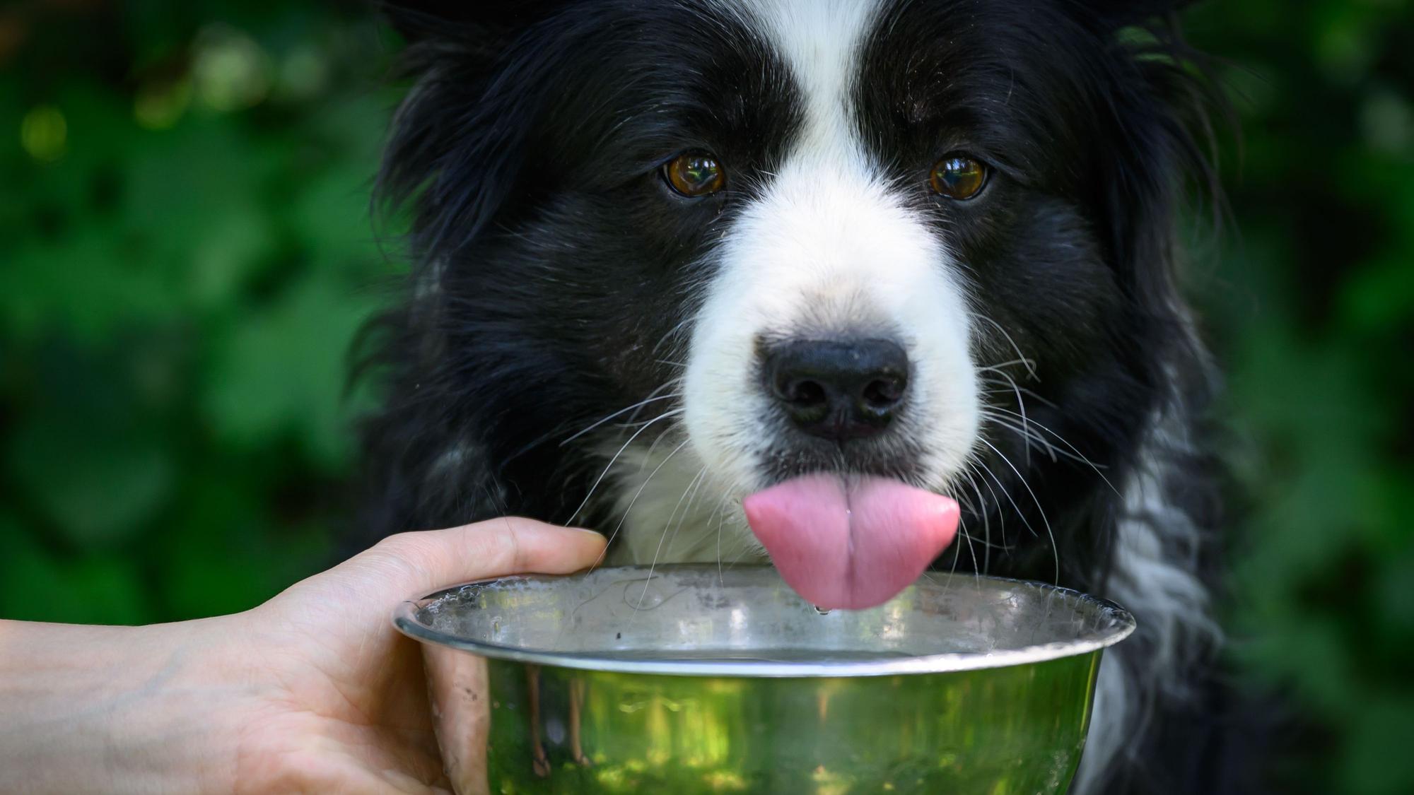 EineeBordercolliehündin bekommt eine Schale mit frischem Wasser zum Trinken.
