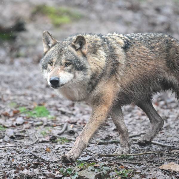 Ein Wolf läuft.
