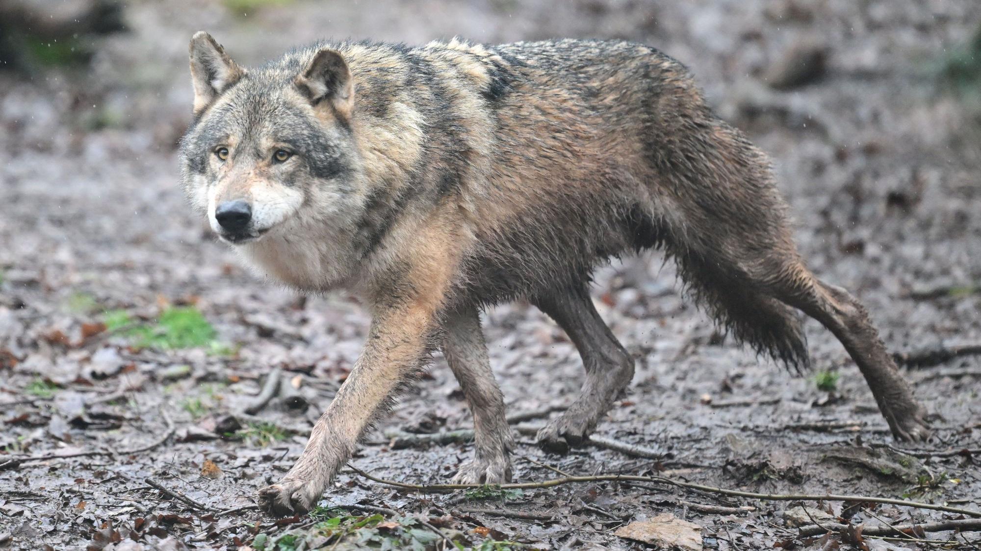 Das Symbolfoto zeigt einen Wolf, der durch ein Gehege in einem Tierpark läuft.