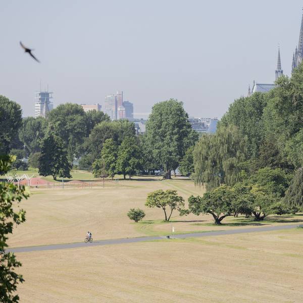 Köln: Ein Radfahrer fährt am Donnerstag (25. Juni) bei Hitze durch eine vertrocknete Wiese im Rheinpark.